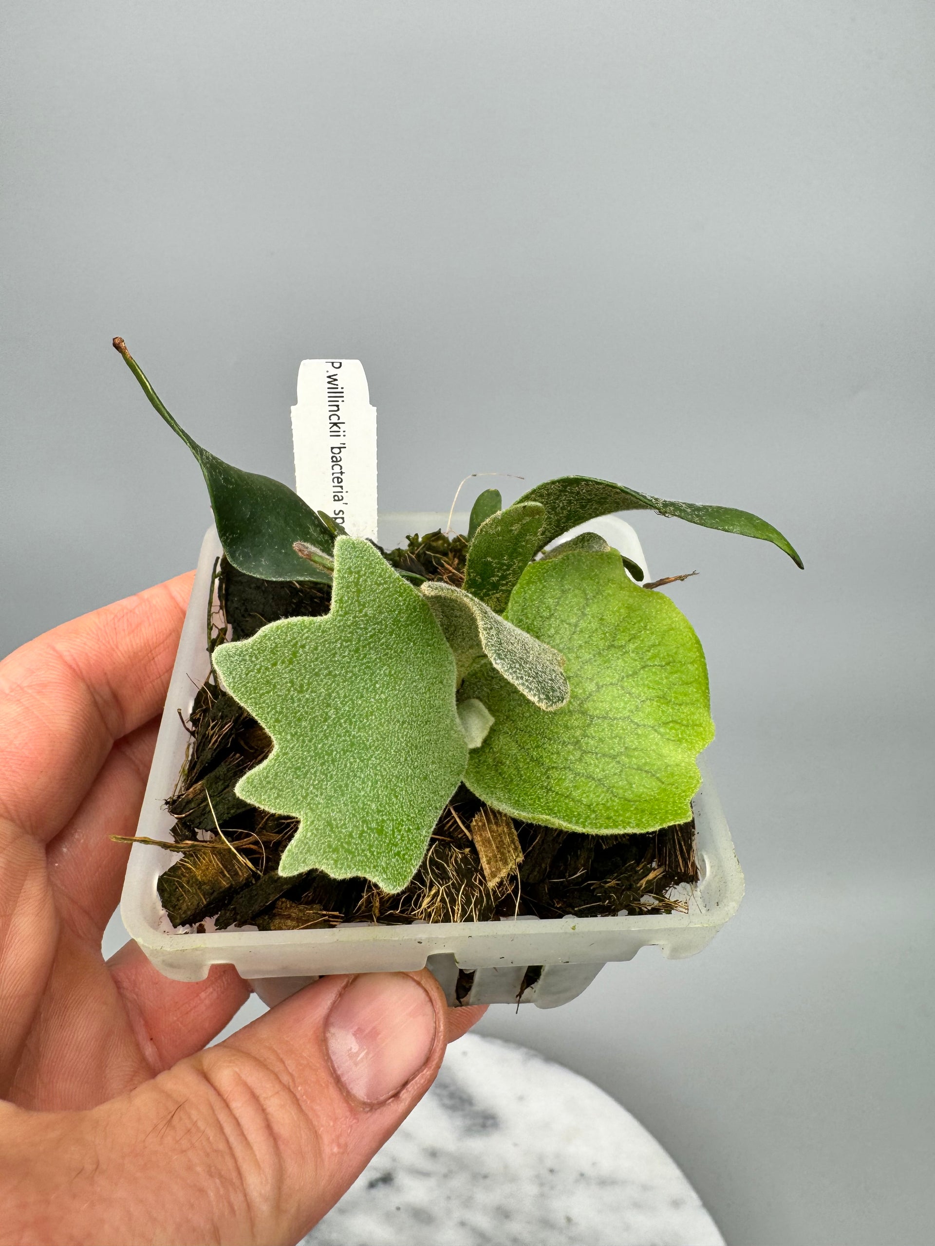 Platycerium willinckii 
