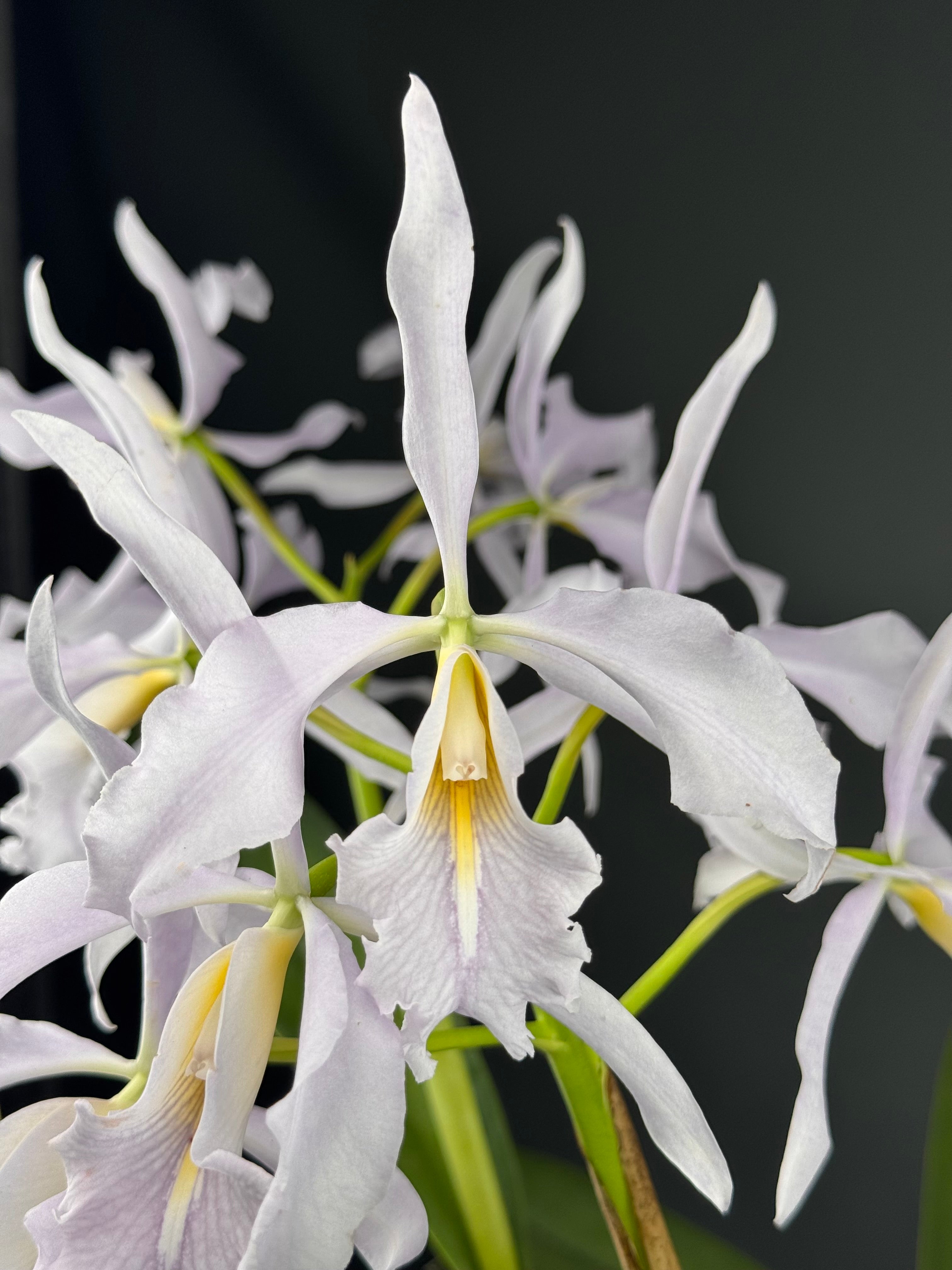 Cattleya maxima var. Coerulea (Big) Selection 1