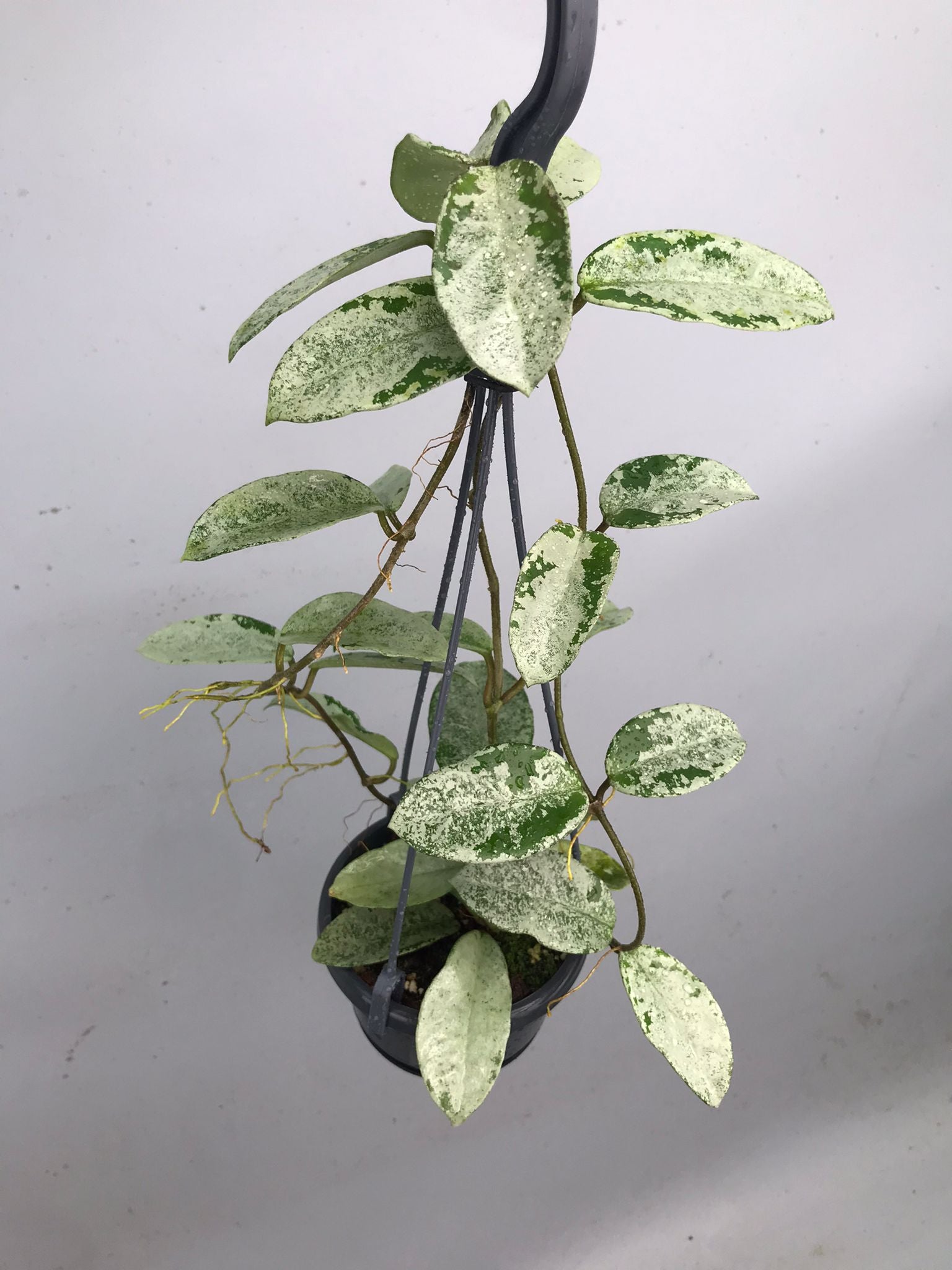 Hoya ‘Nova Ghost’  XL