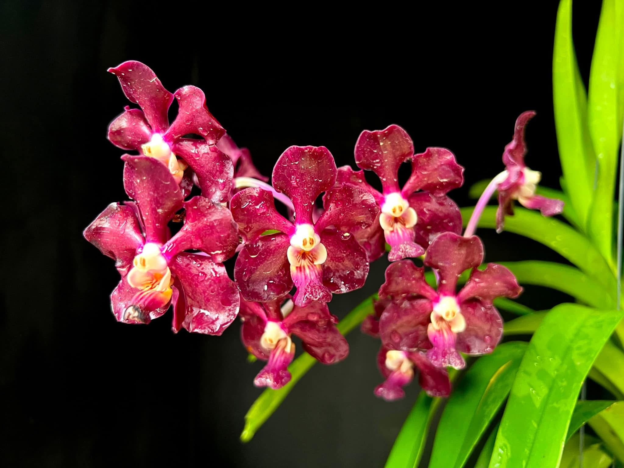 Vandachostylis Pine Rivers-denisoniana