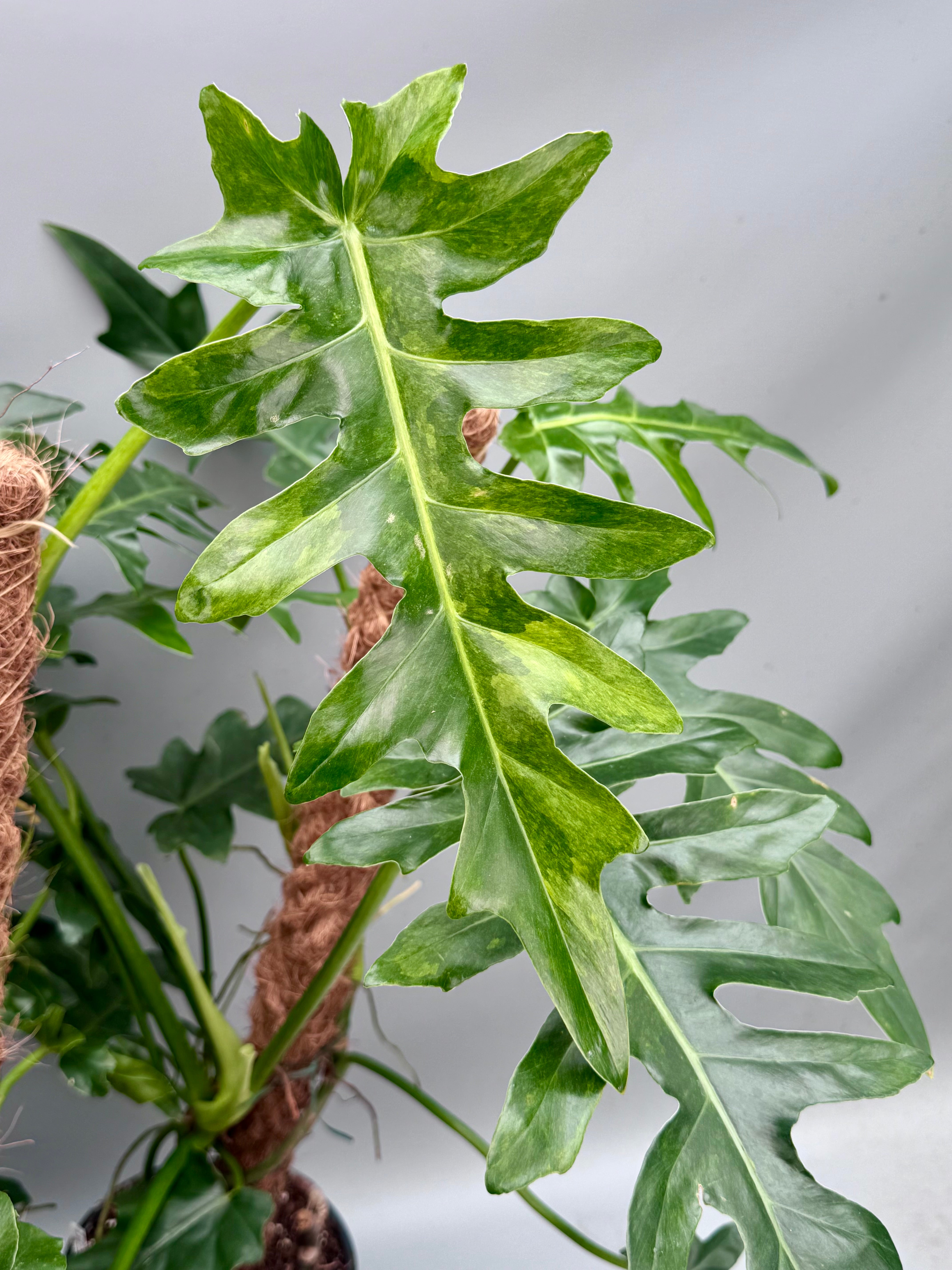 Philodendron Bob Cee variegated XXL