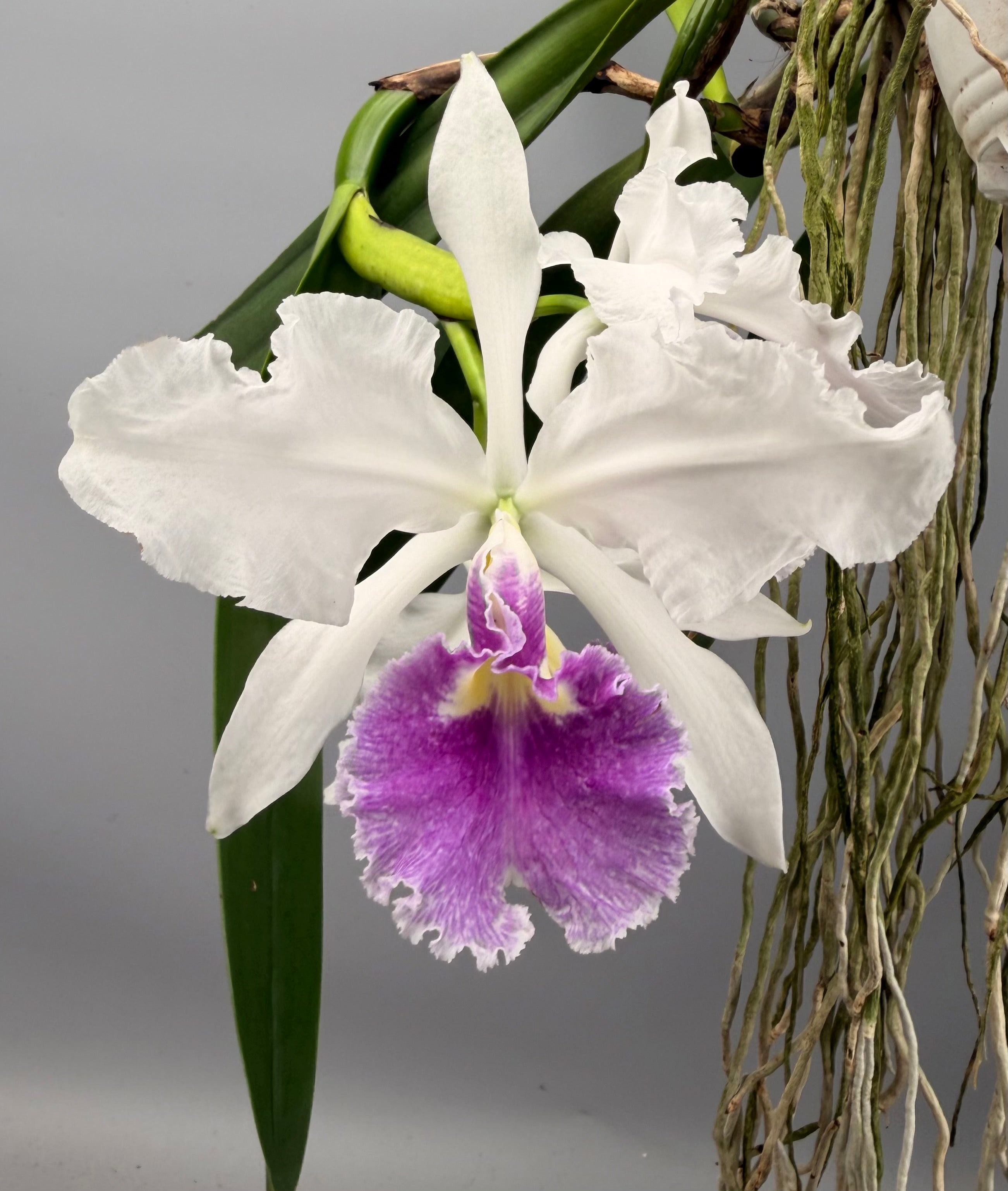 Cattleya warscewiczii coerulea