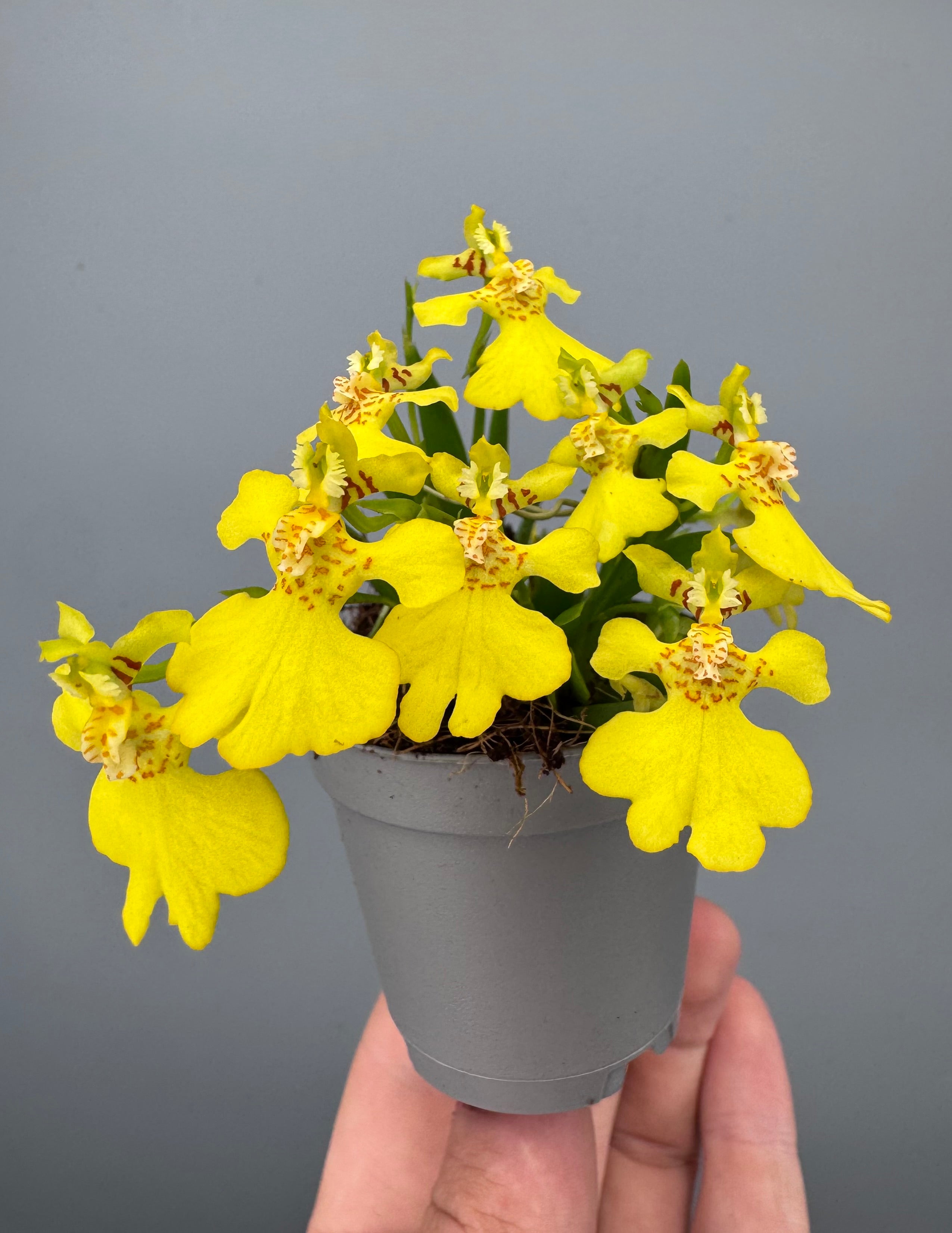 Psygmorchis pusilla (Big Plant)