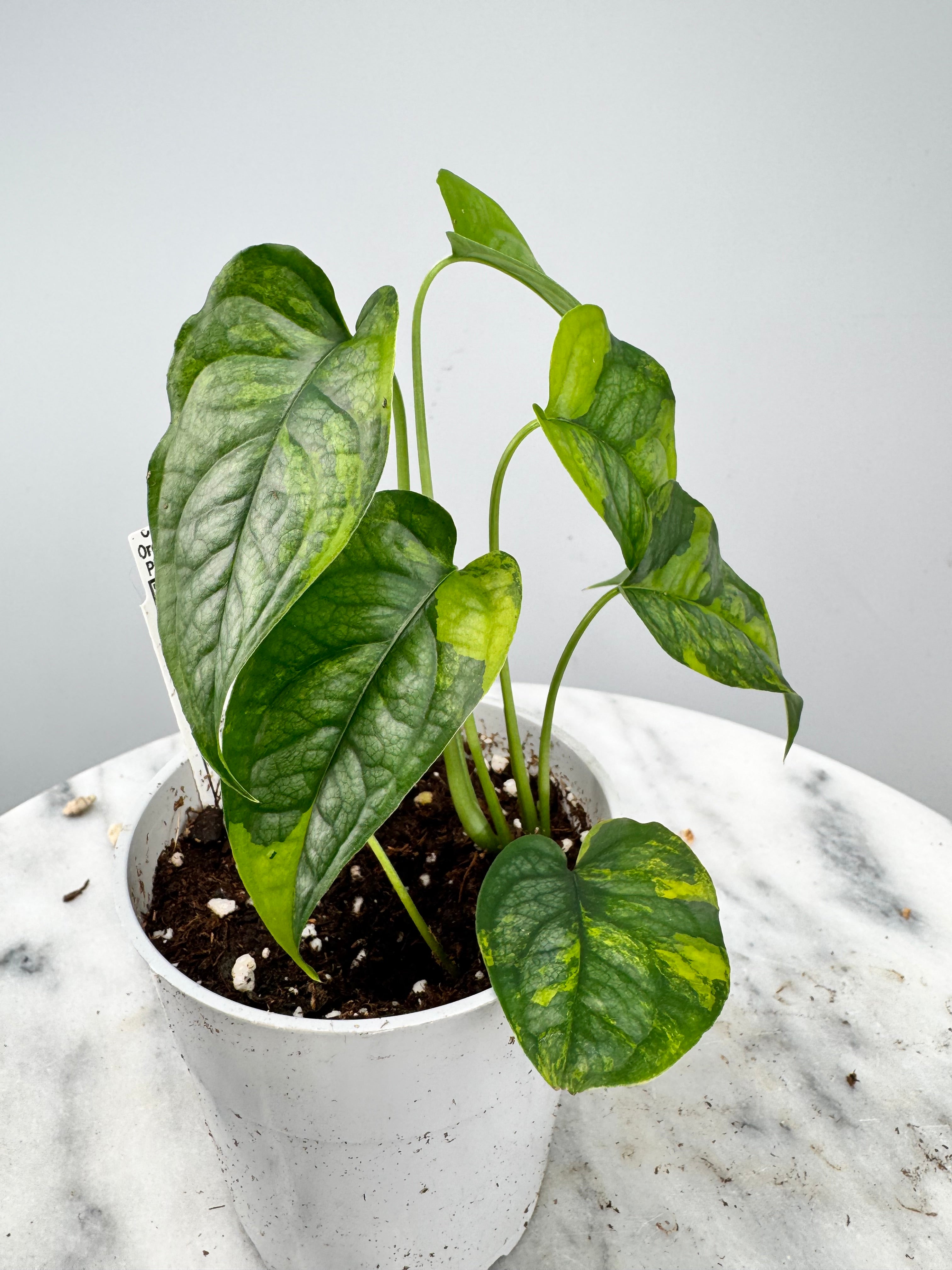 Monstera siltepecana variegated