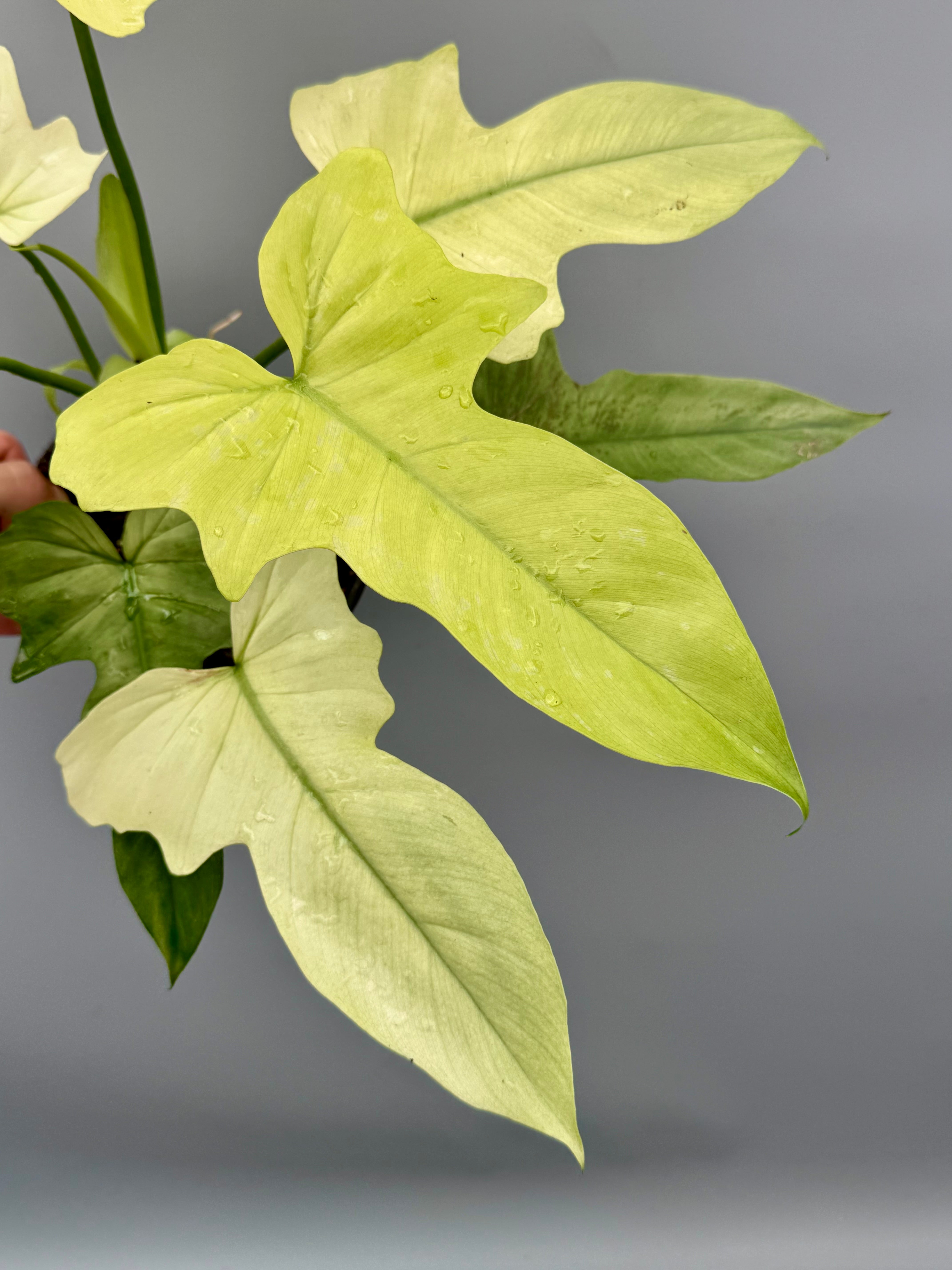 philodendron golden dragon care Philodendron Golden Dragon variegated 'Ocean Mint'