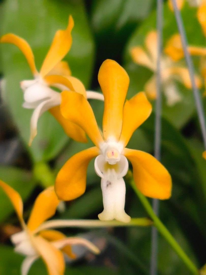 Neofinetia falcata x Vanda denisoniana (XXL plant)