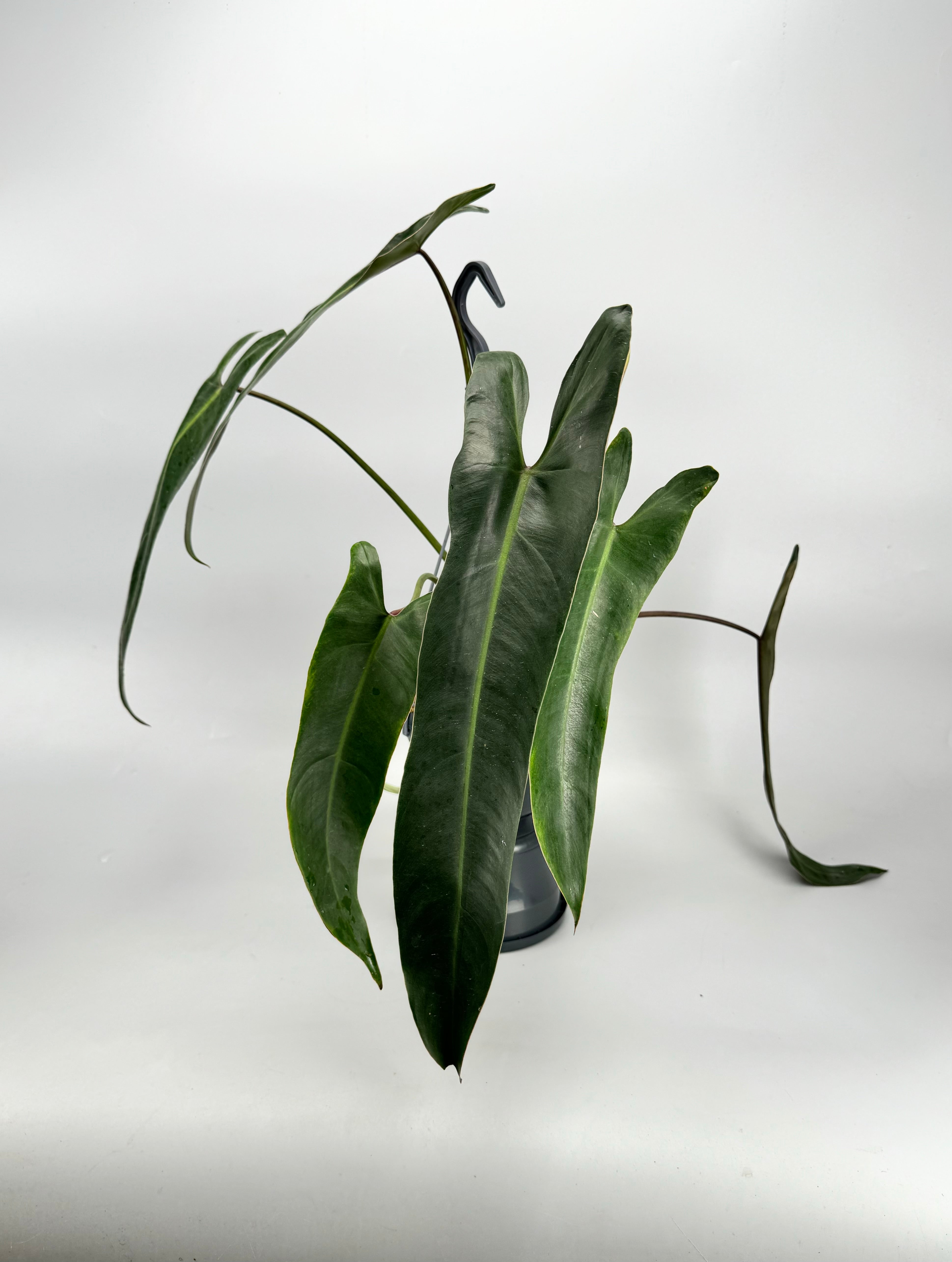 Philodendron Spiritus Sancti Big Plant Philodendron Spiritus Sancti Big Plant