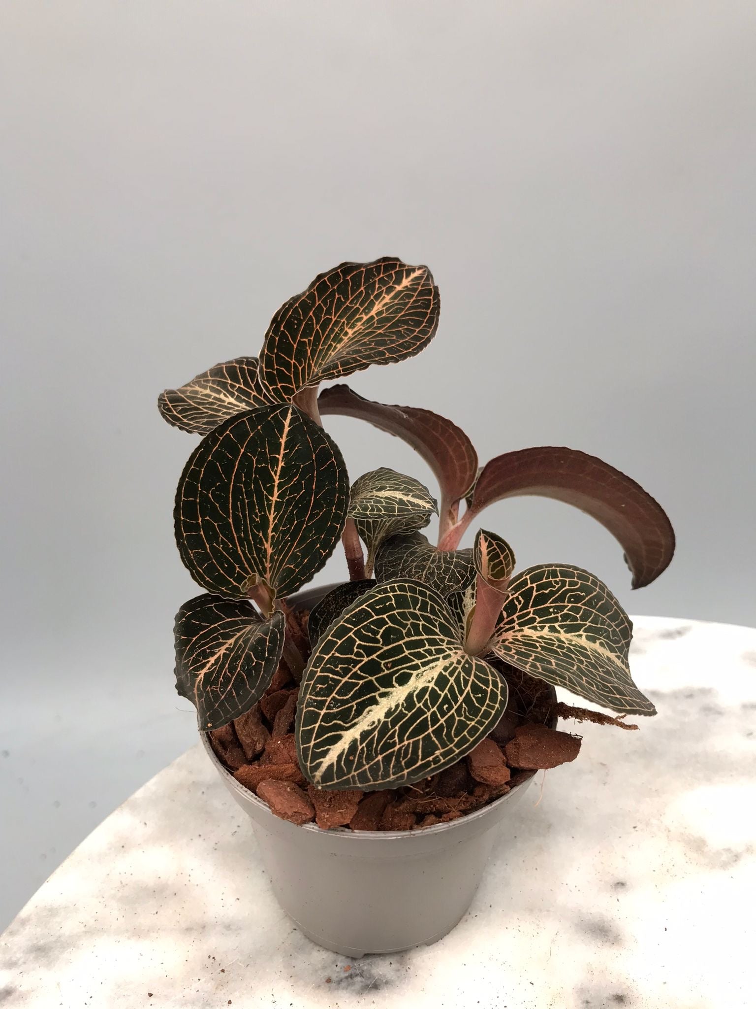 Anoectochilus formosanus x burmanicus Red ‘Big Plant’ (3 planten)