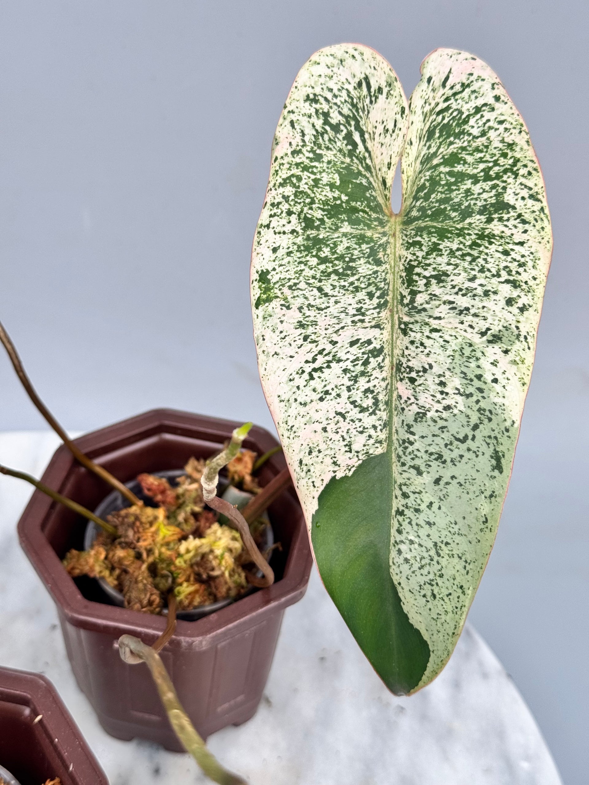 philodendron velvet leaf Philodendron micans, 
