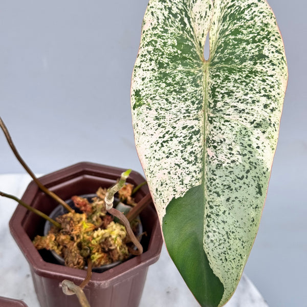 9F88F3CD-CB3B-48EB-879D-