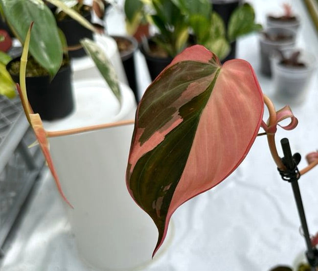 Philodendron micans pink variegated (1 Leaf Cutting)