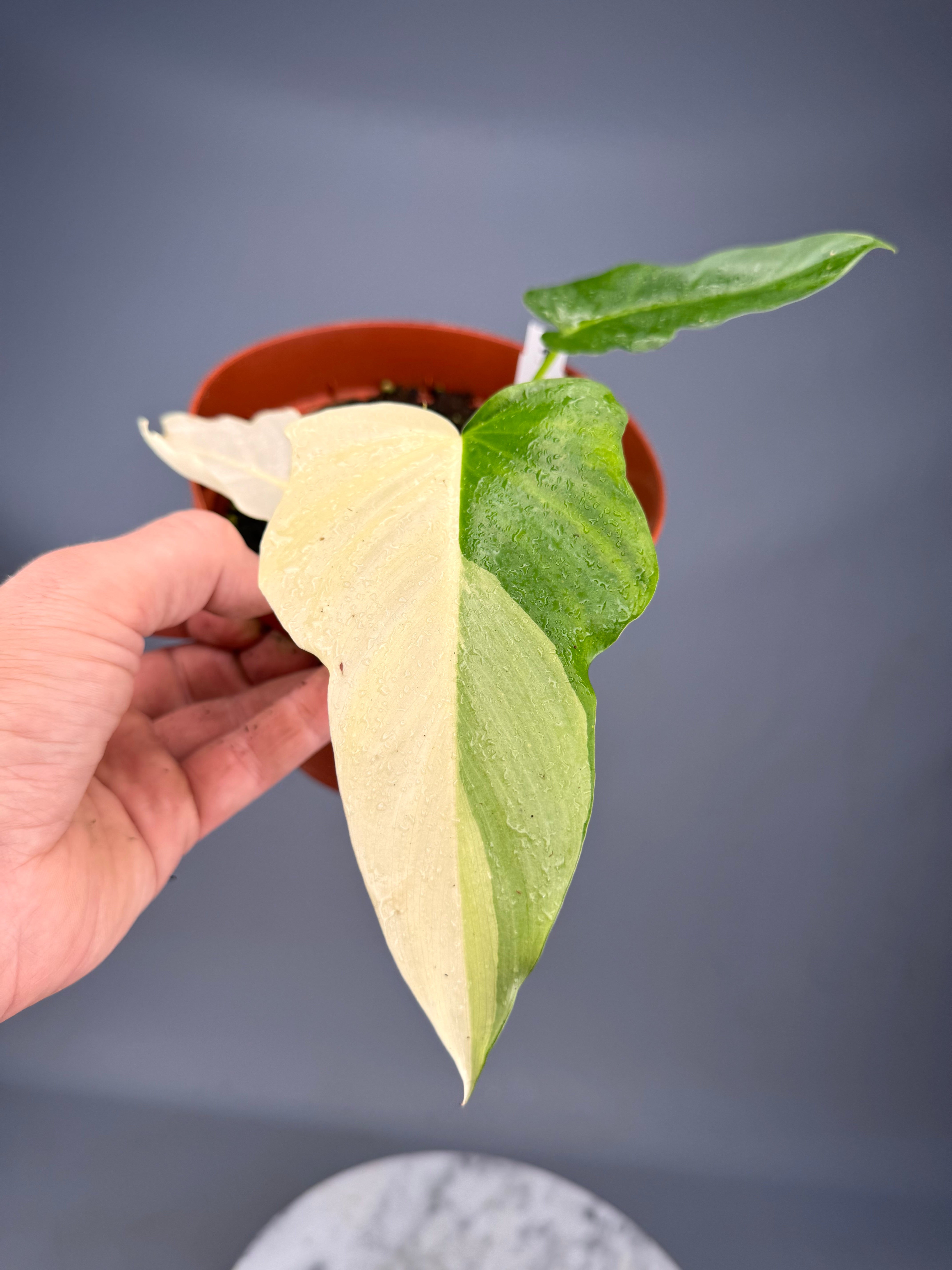 Philodendron "Golden Dragon" variegated albo nr 1