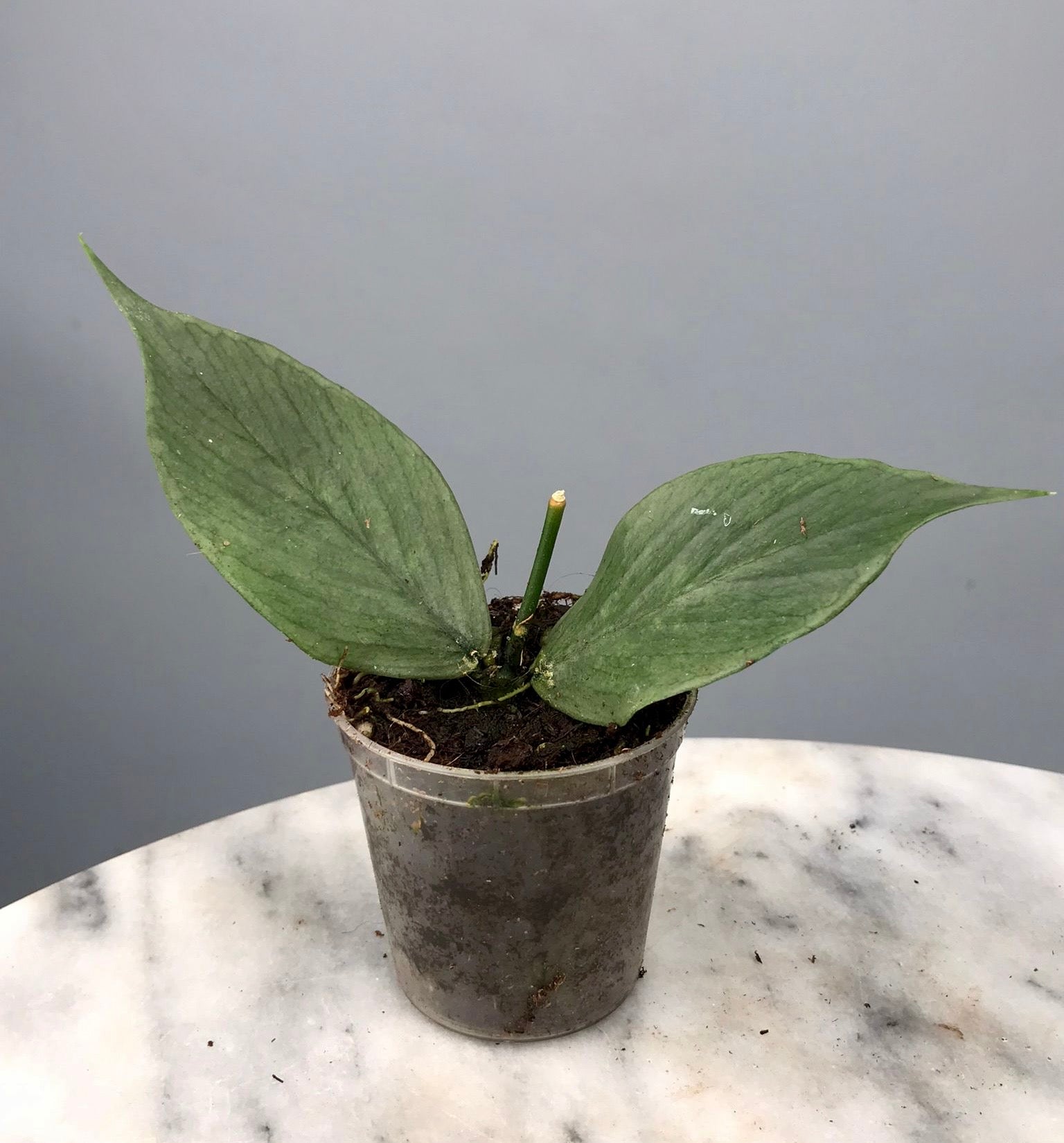 Hoya Polyneura 'FULL SILVER' (Fish-Tail Hoya)