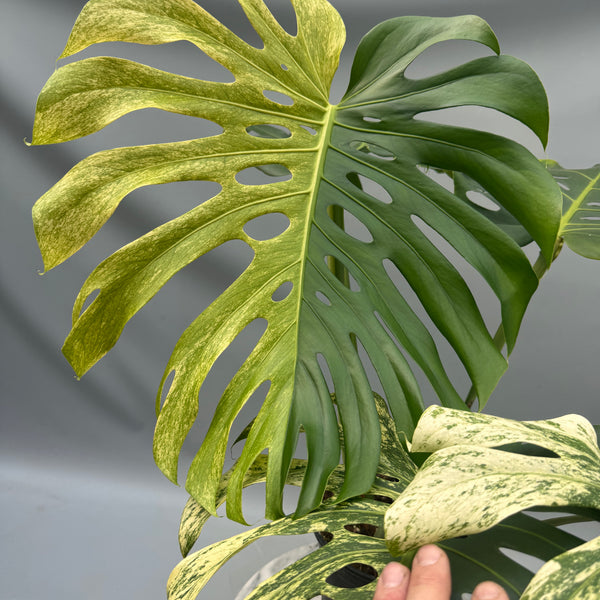 monstera deliciosa liebmann Monstera Full Mint deliciosa borsigiana Variegata XXL Half Moon(Nr 2)