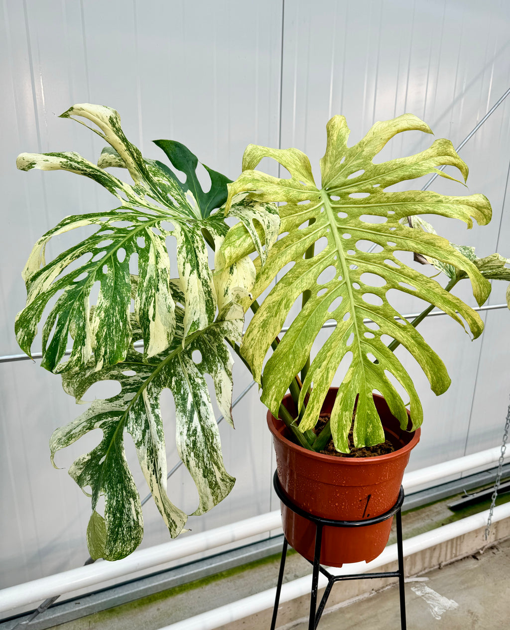 Monstera Full Mint deliciosa borsigiana Variegata