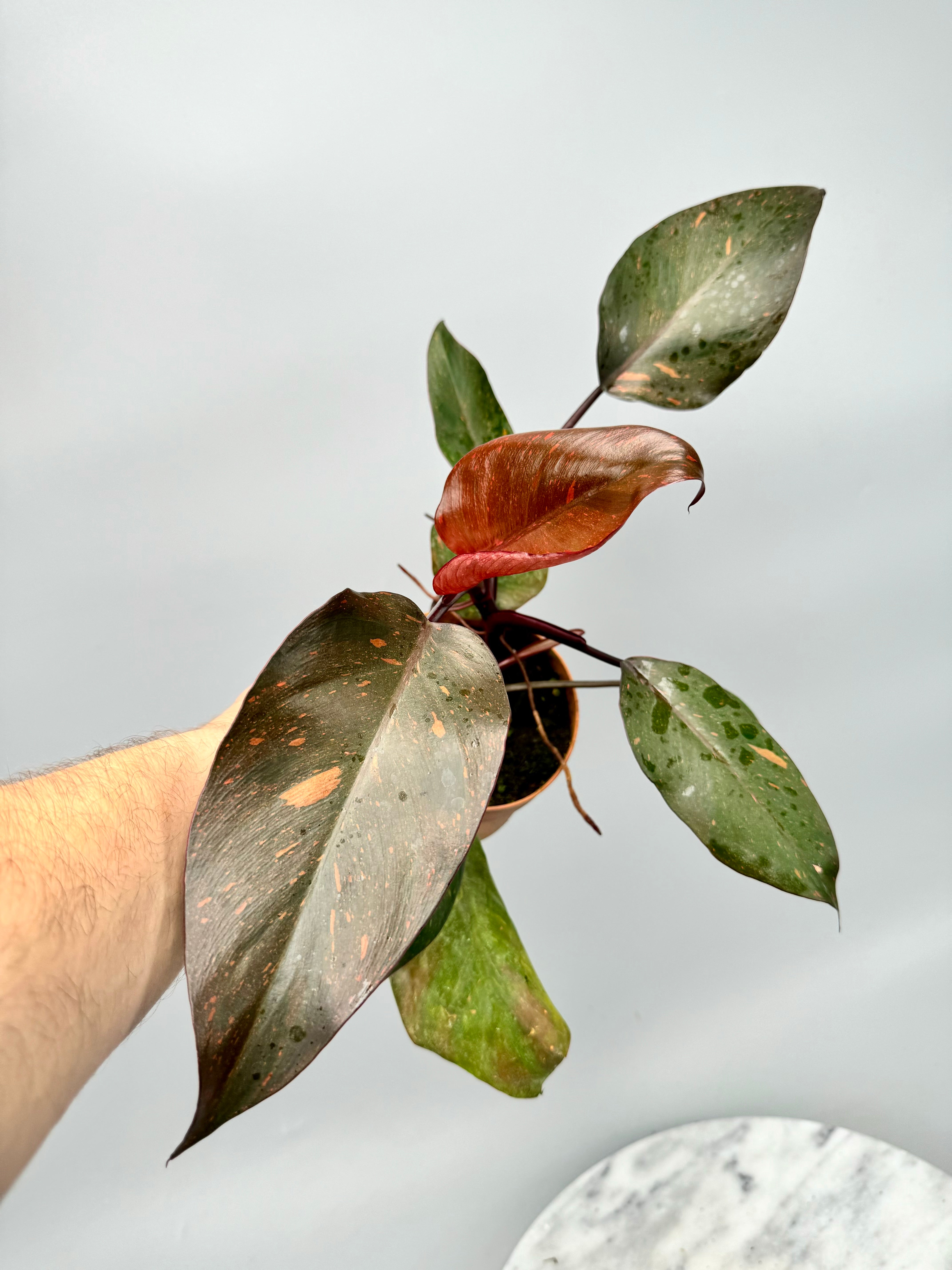 Philodendron Orange Princess