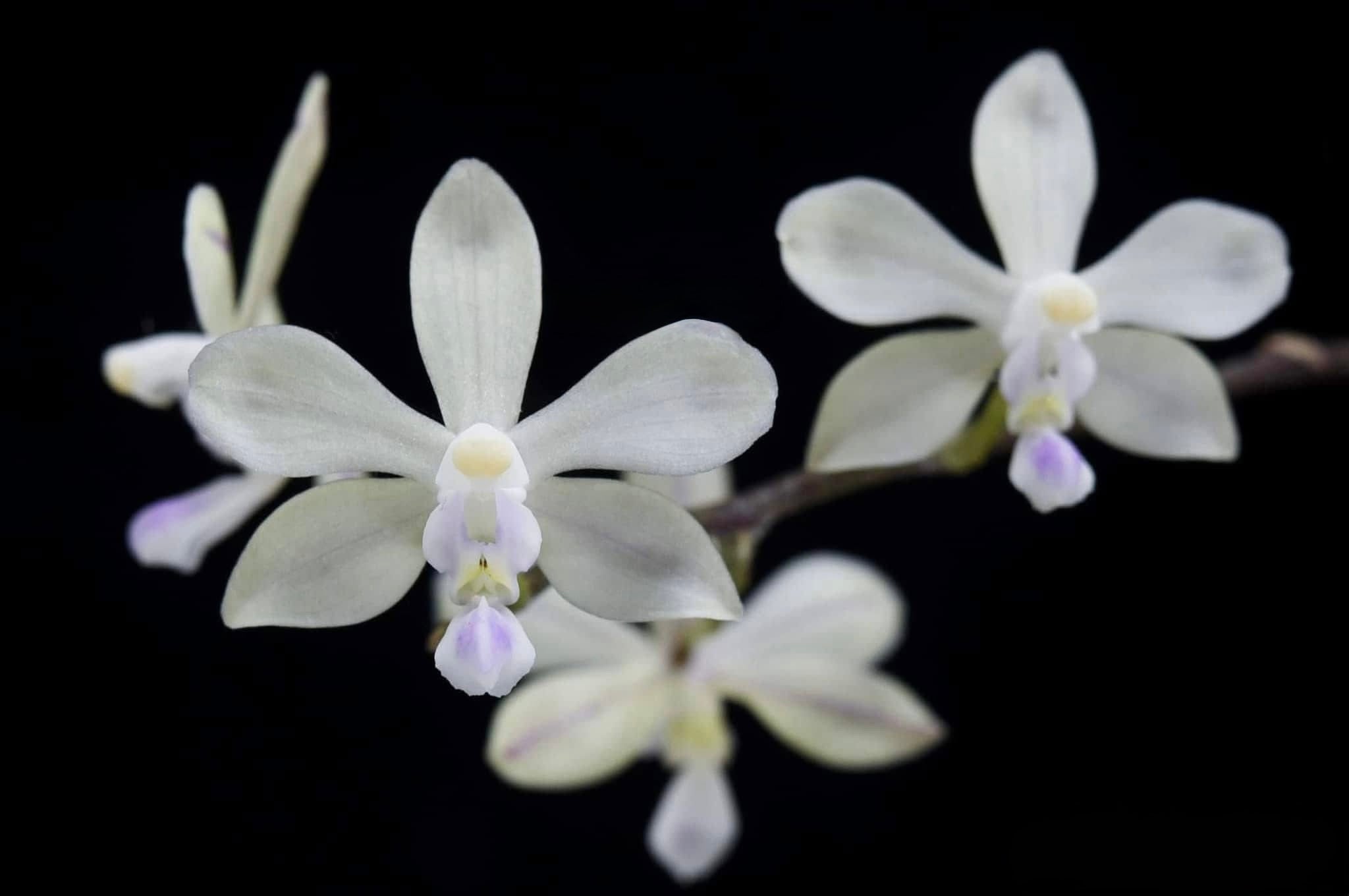 Phalaenopsis spp