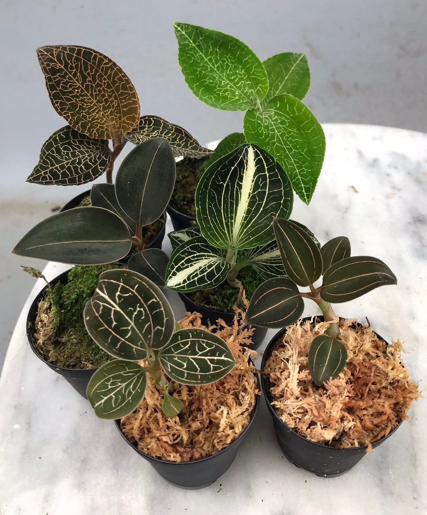 Jewel Orchid Mix (6 plants mix)
