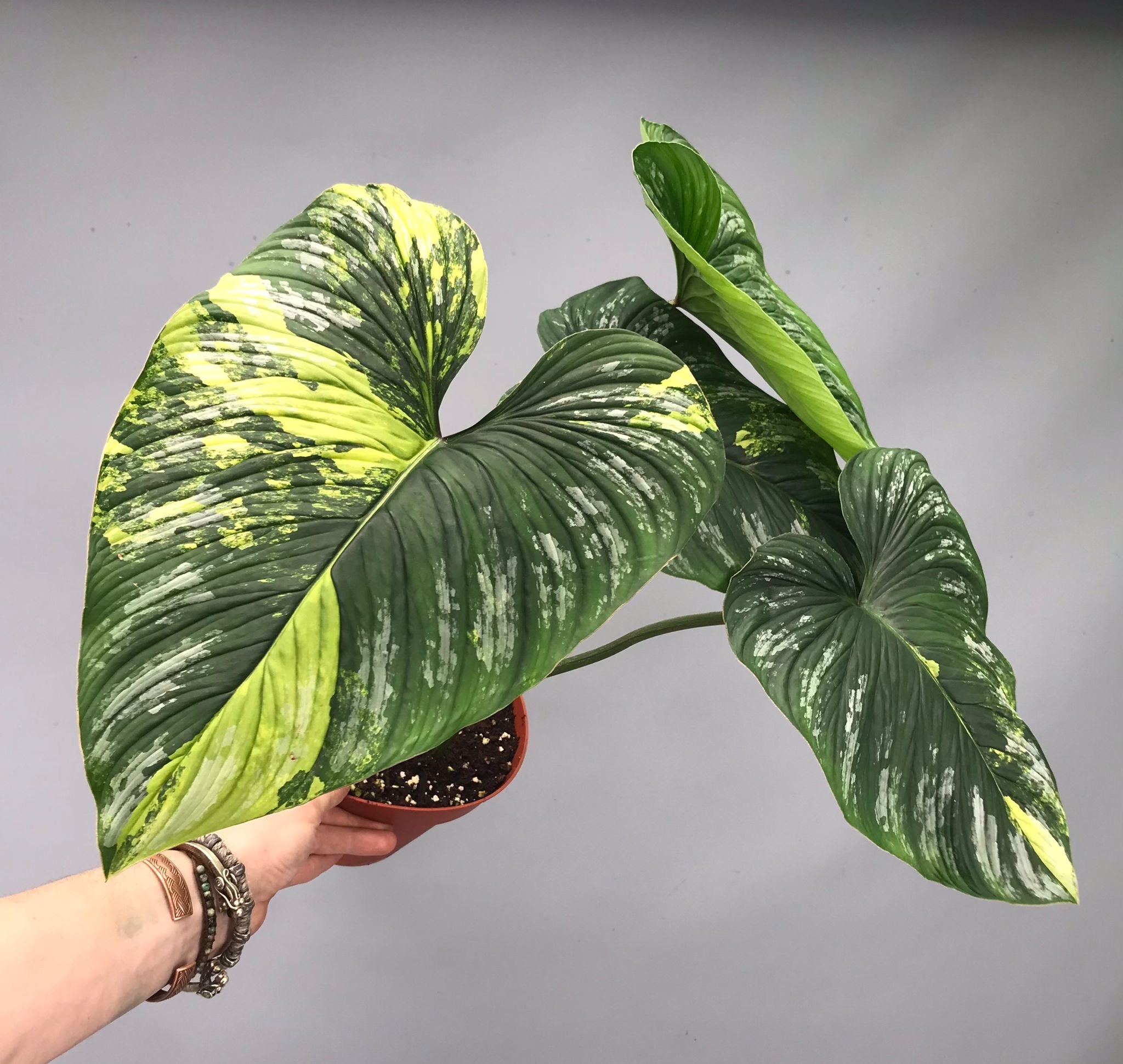 Philodendron mamei variegata mint (nr 4)