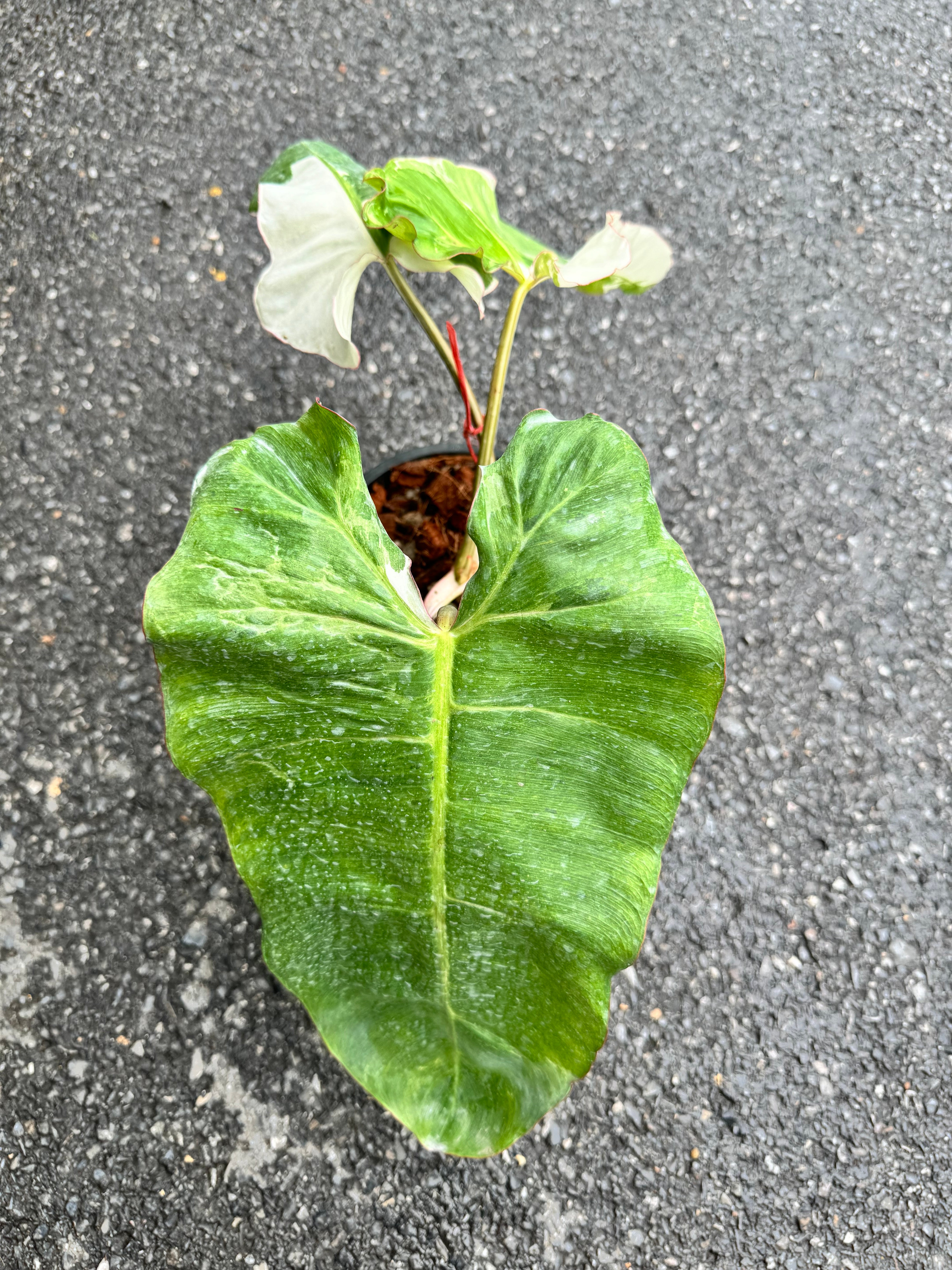 Philodendron Paraiso Verde Variegata Albo (2 laeves cutting)