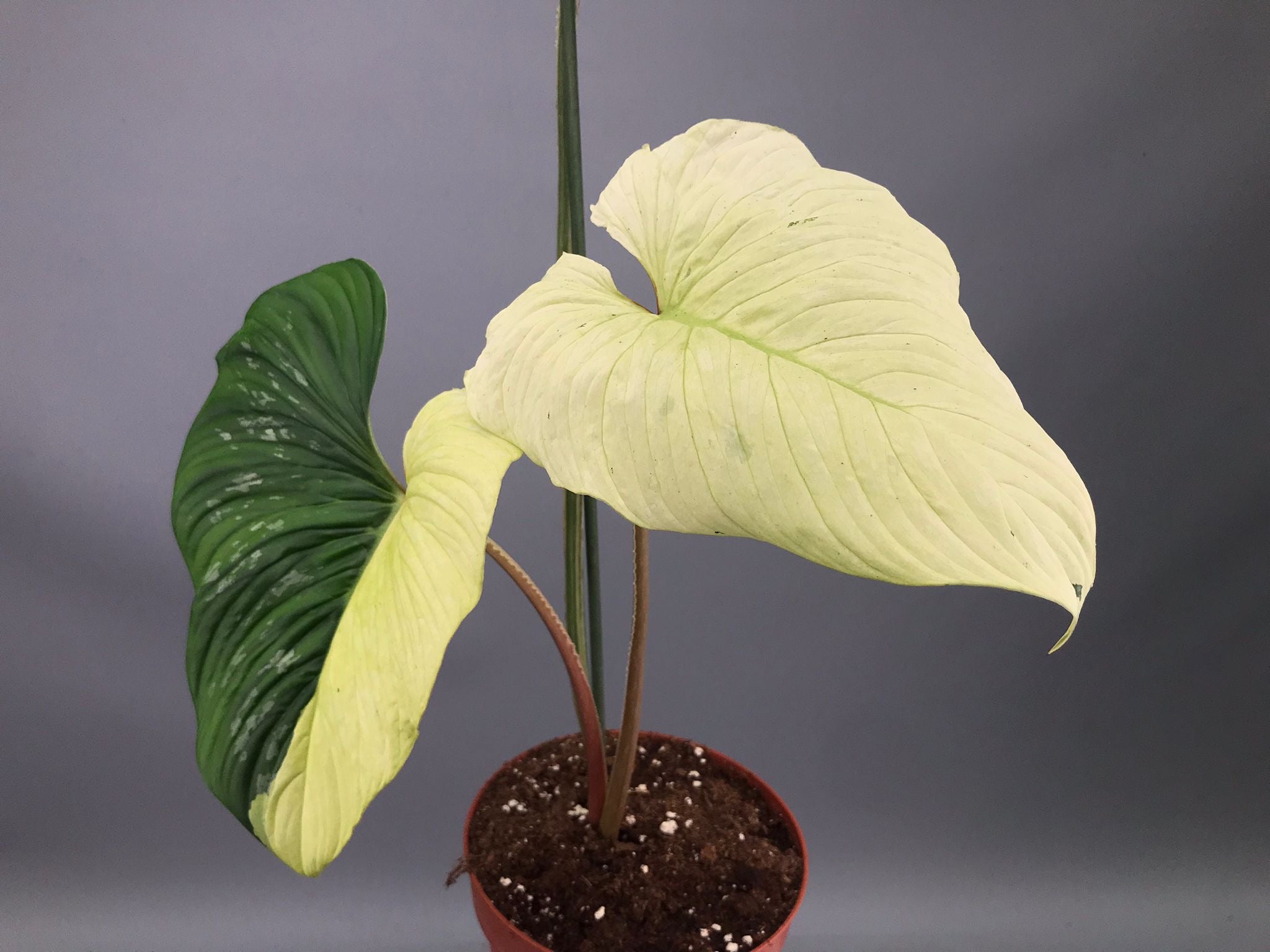 Philodendron mamei variegata mint (nr 1)