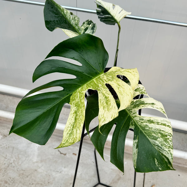 Monstera Full Mint deliciosa borsigiana Variegata (nr 2)