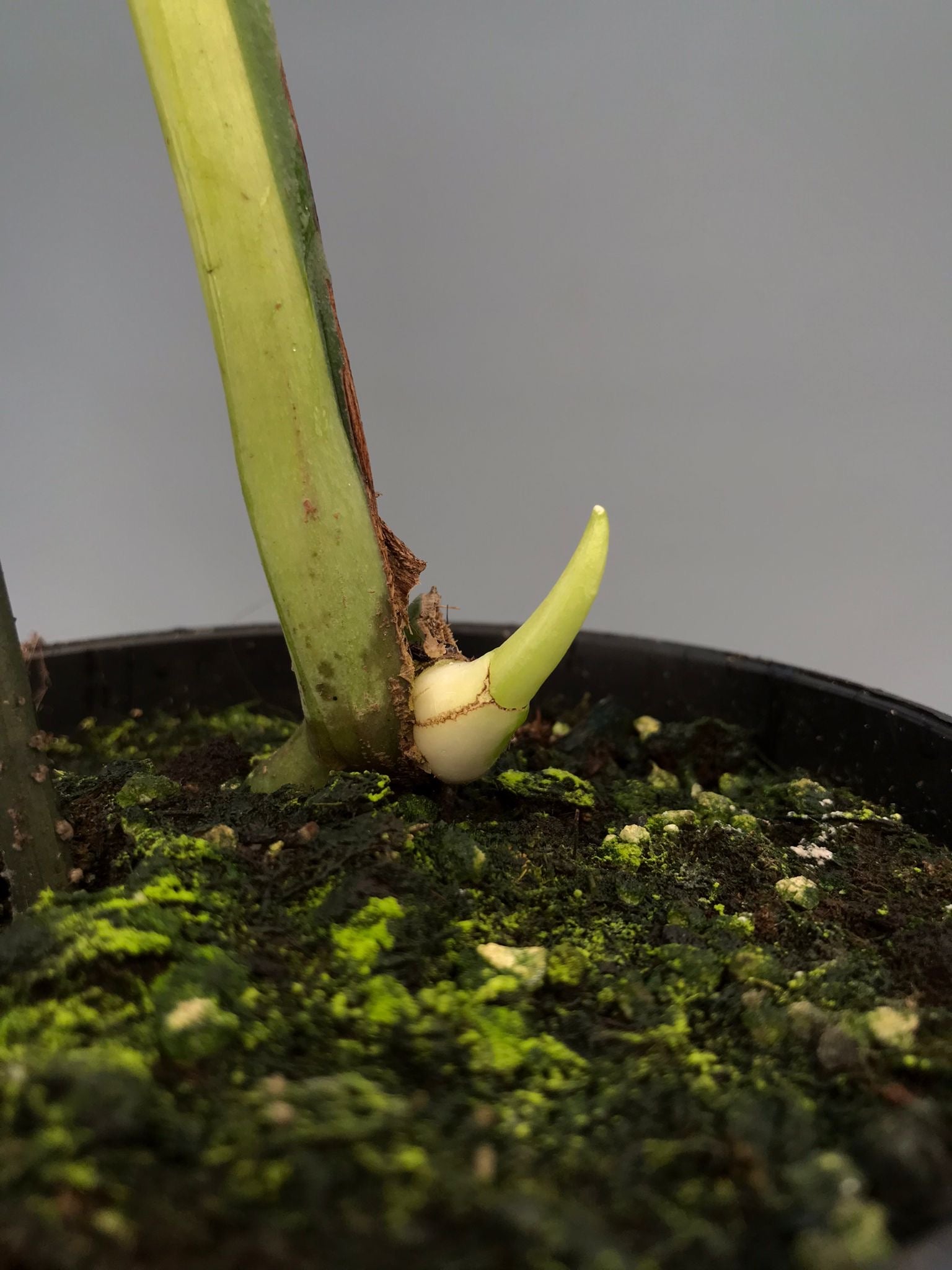 Monstera White Lava 'Lalamove' nr 1.2