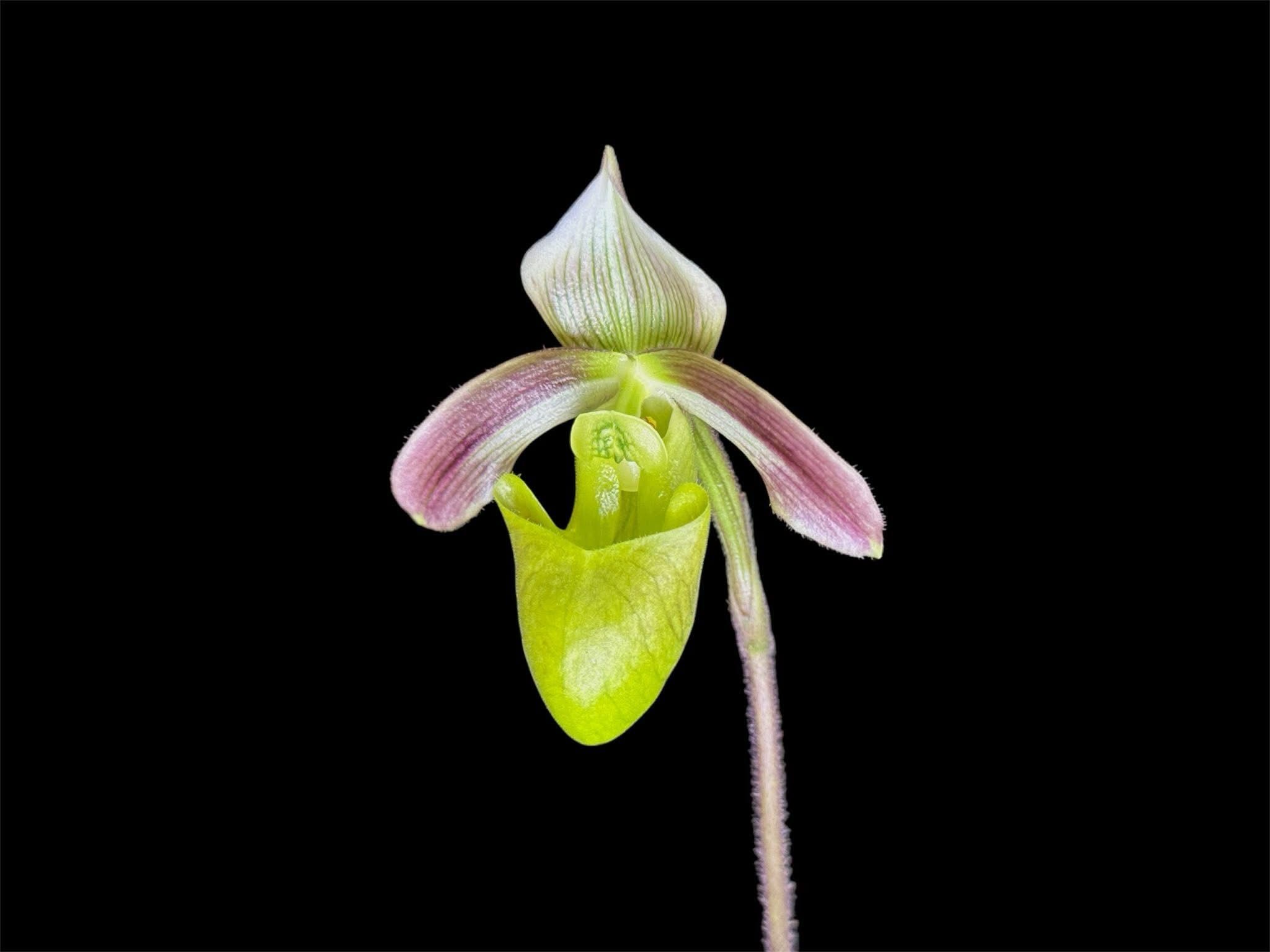 Paphiopedilum violascens