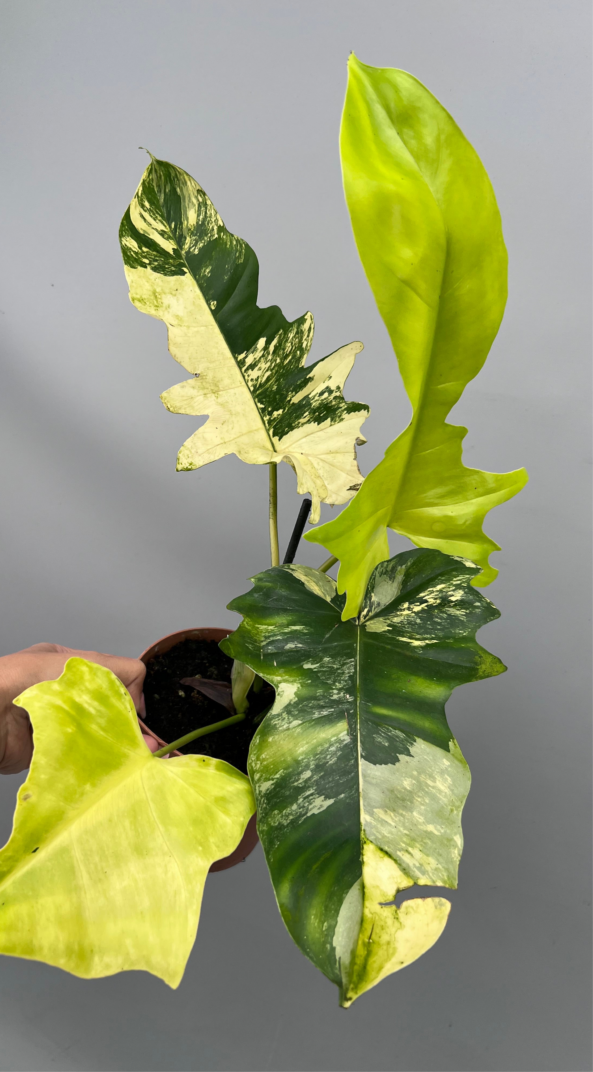 philodendron gele bladeren Philodendron Florida Beauty Variegata X Bob Cee Variegata