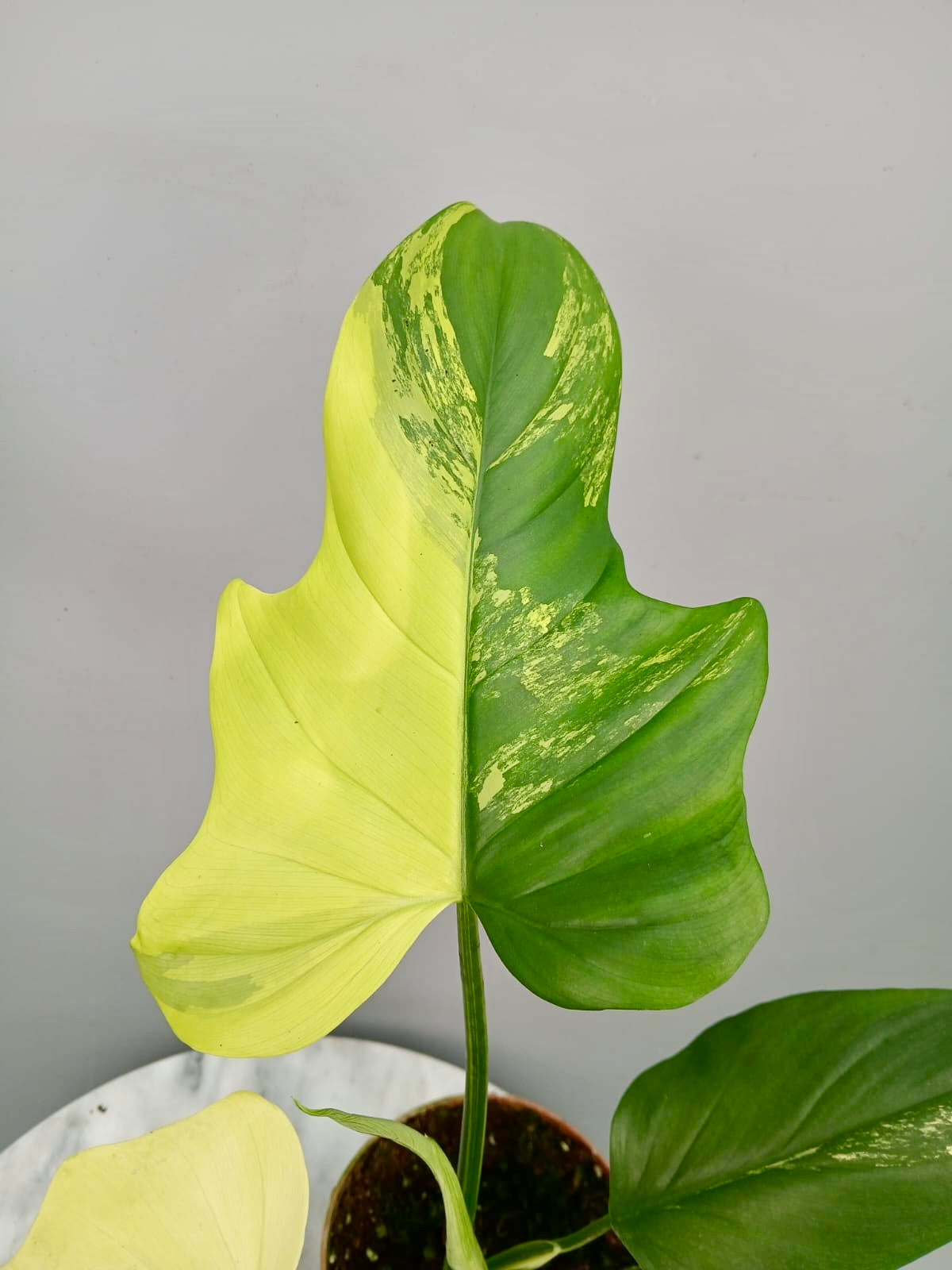 Philodendron Pedatum Violin Variegated