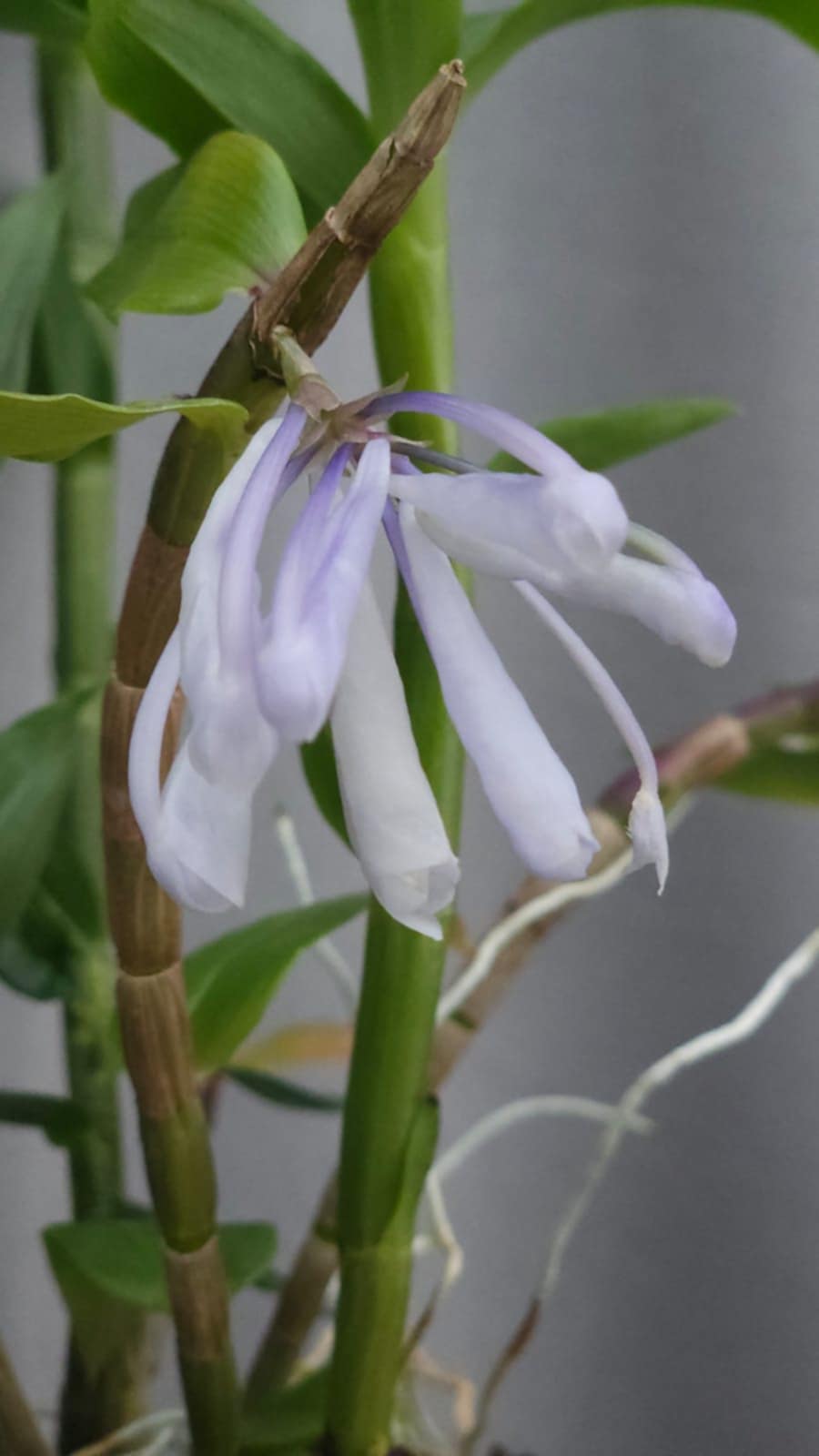 Dendrobium (aphanochilum × sp. blue)
