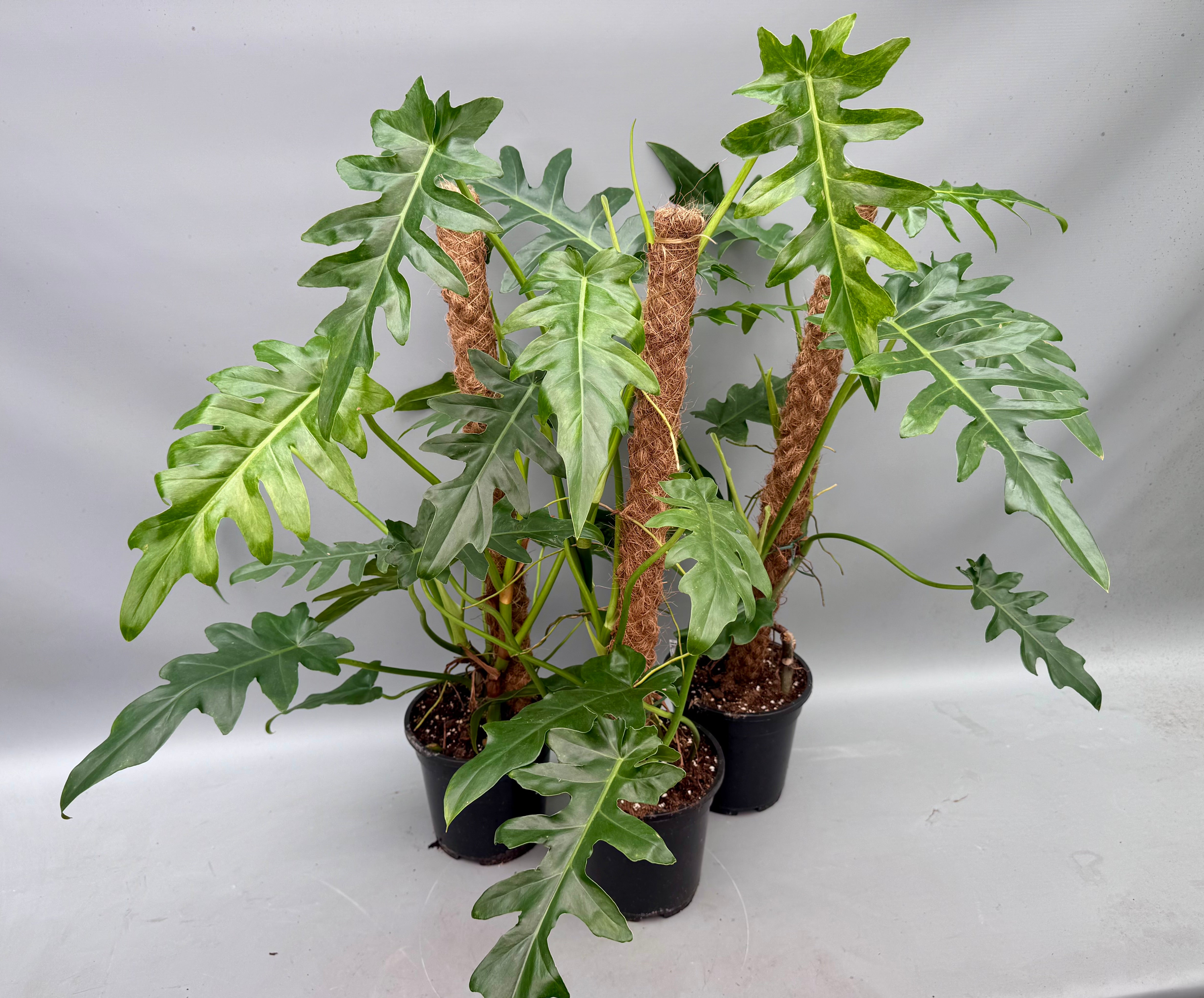 Philodendron Bob Cee variegated XXL