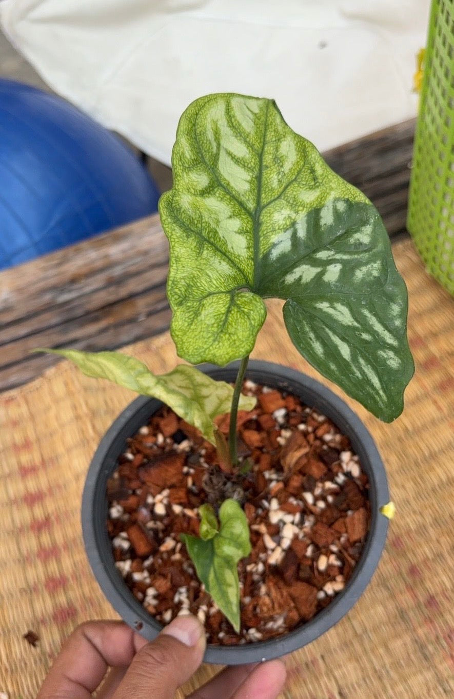 Cercestis mirabilis Variegata aurea