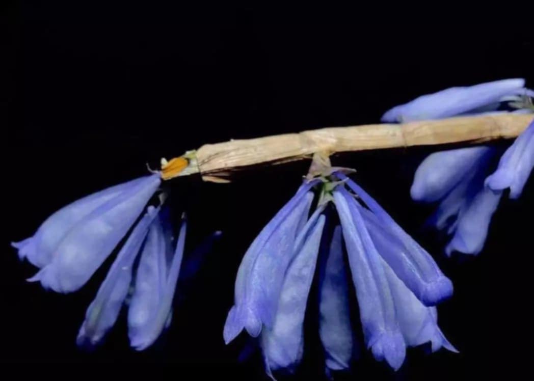 Dendrobium (aphanochilum × sp. blue)