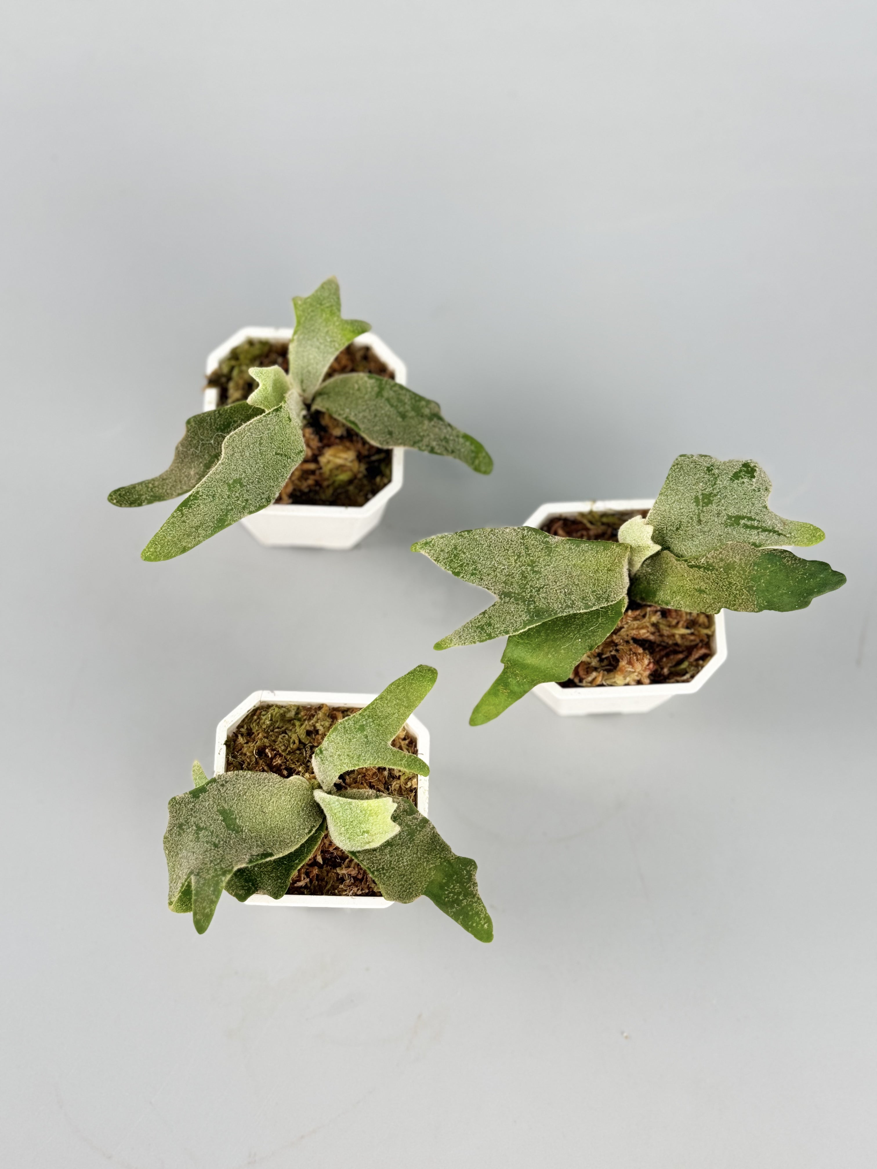 Platycerium willinckii Jade Girl (Small Plant)