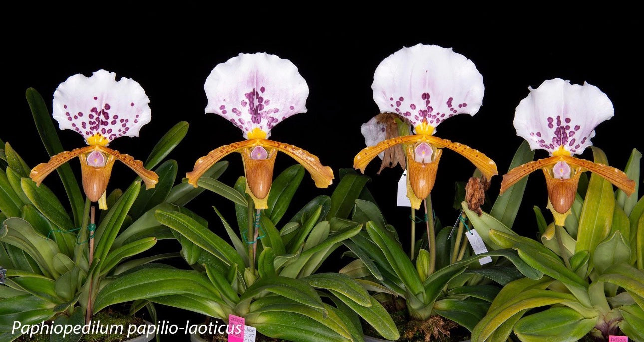 Paphiopedilum papilio-laoticus