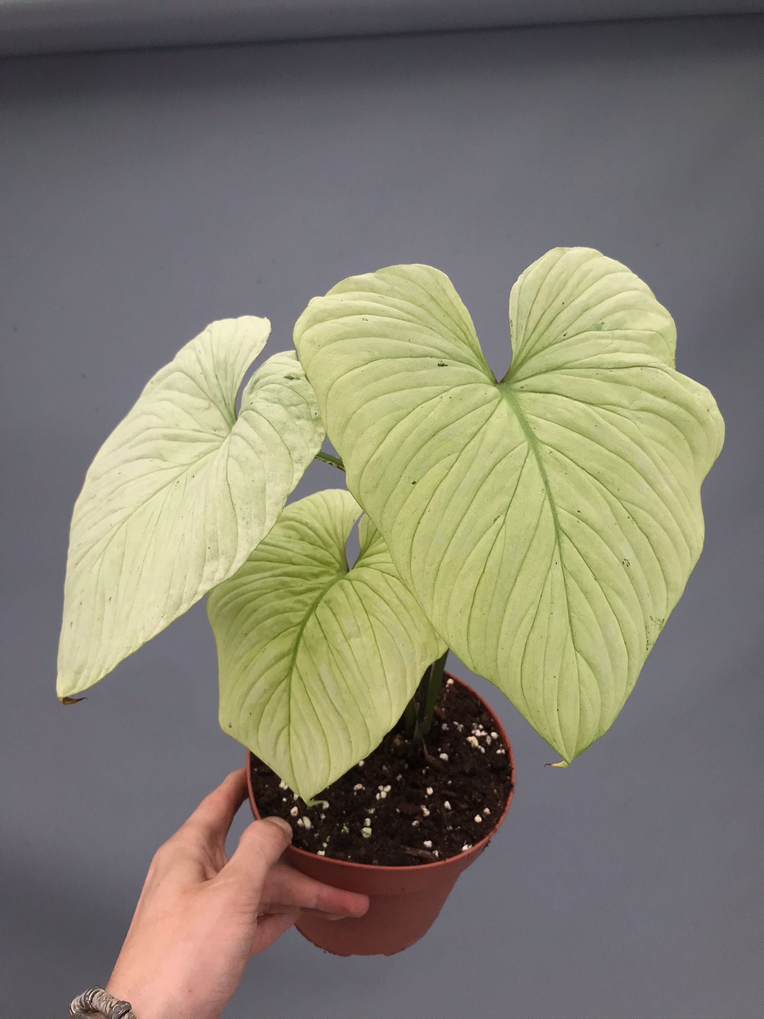 Philodendron mamei variegata mint (nr 3)