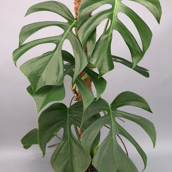 Monstera deliciosa var sierrana “Big Plant”