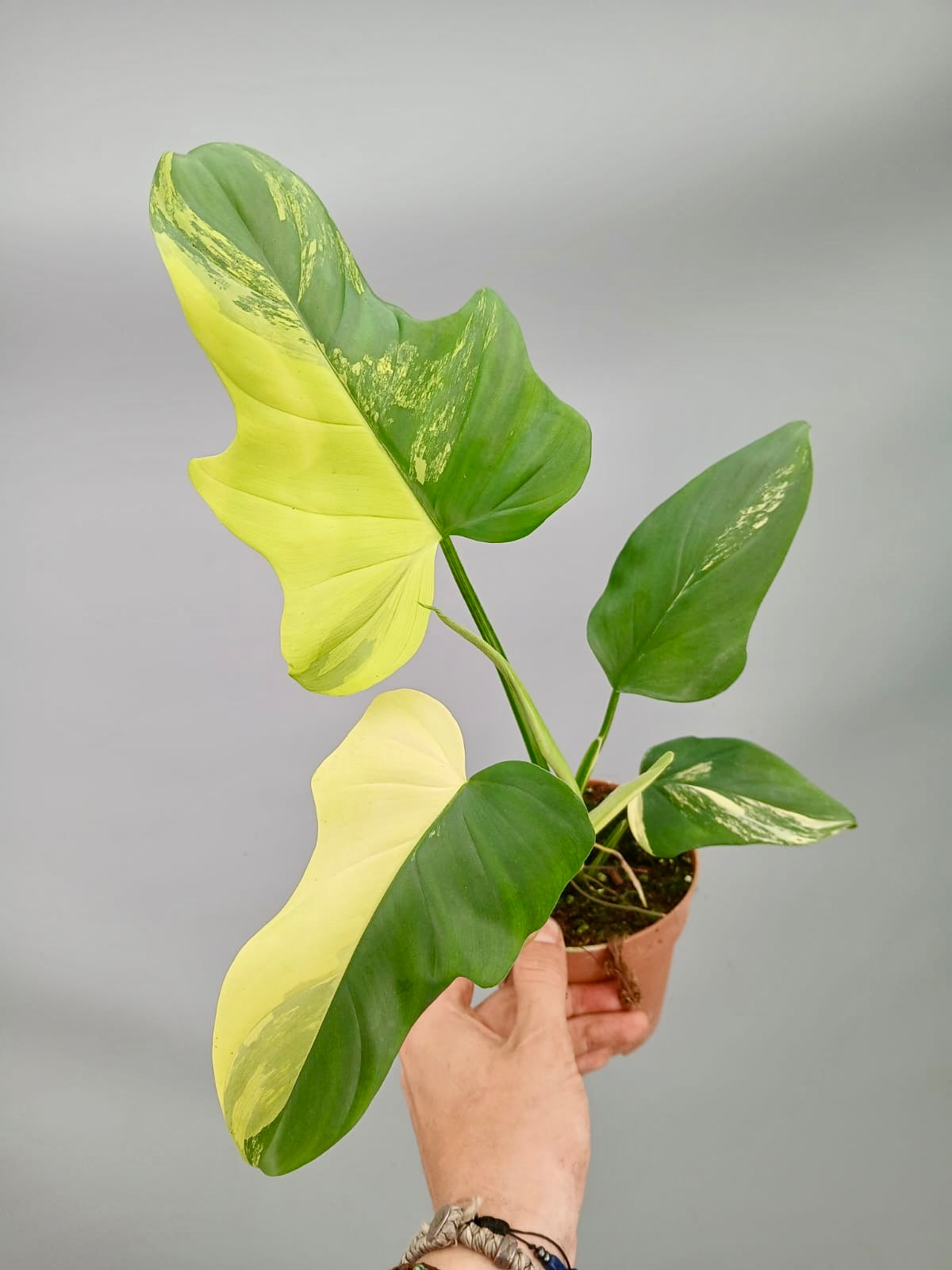 Philodendron Pedatum Violin Variegated