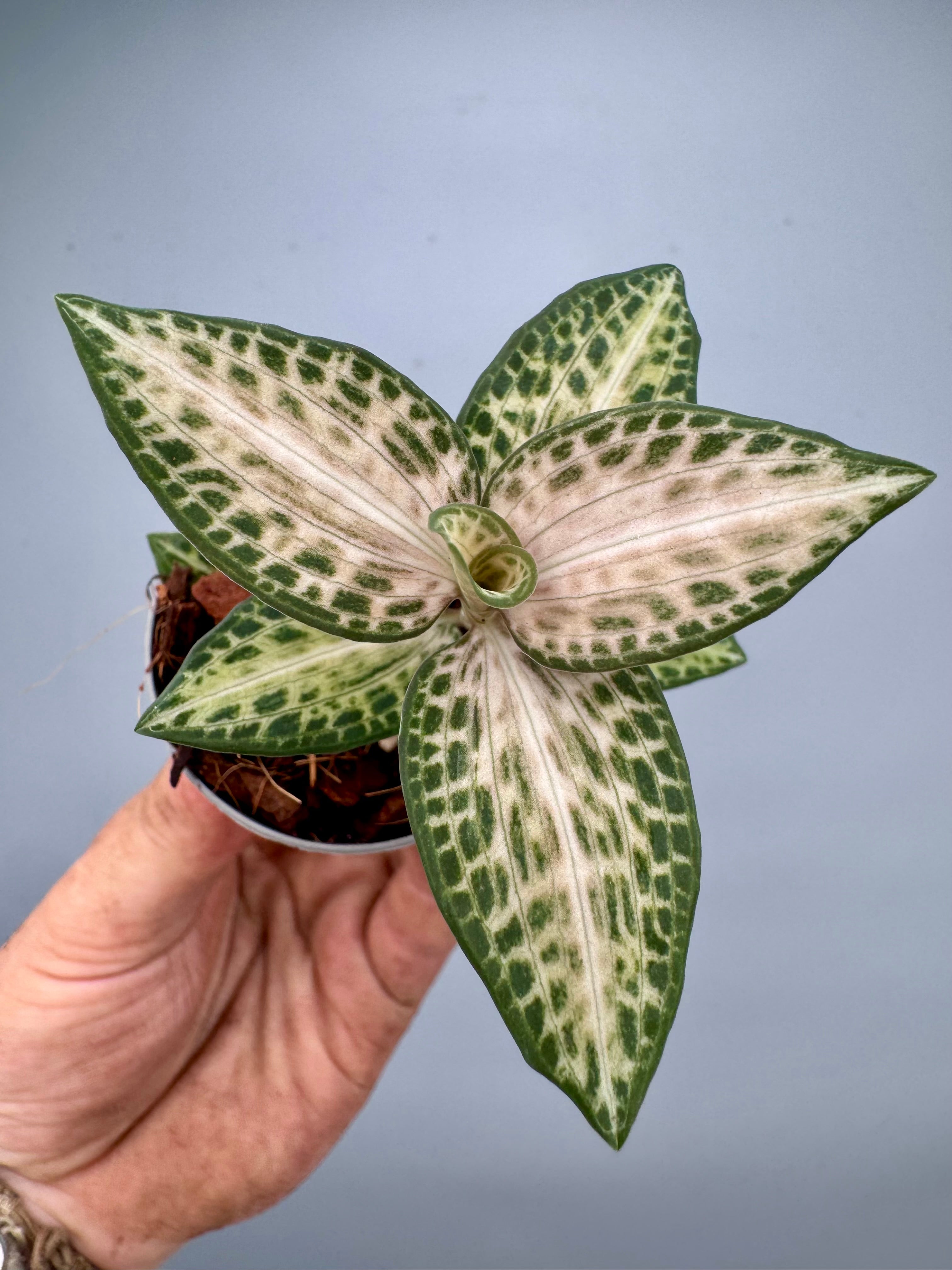 Goodyera schlechtendaliana var. Nishikiran