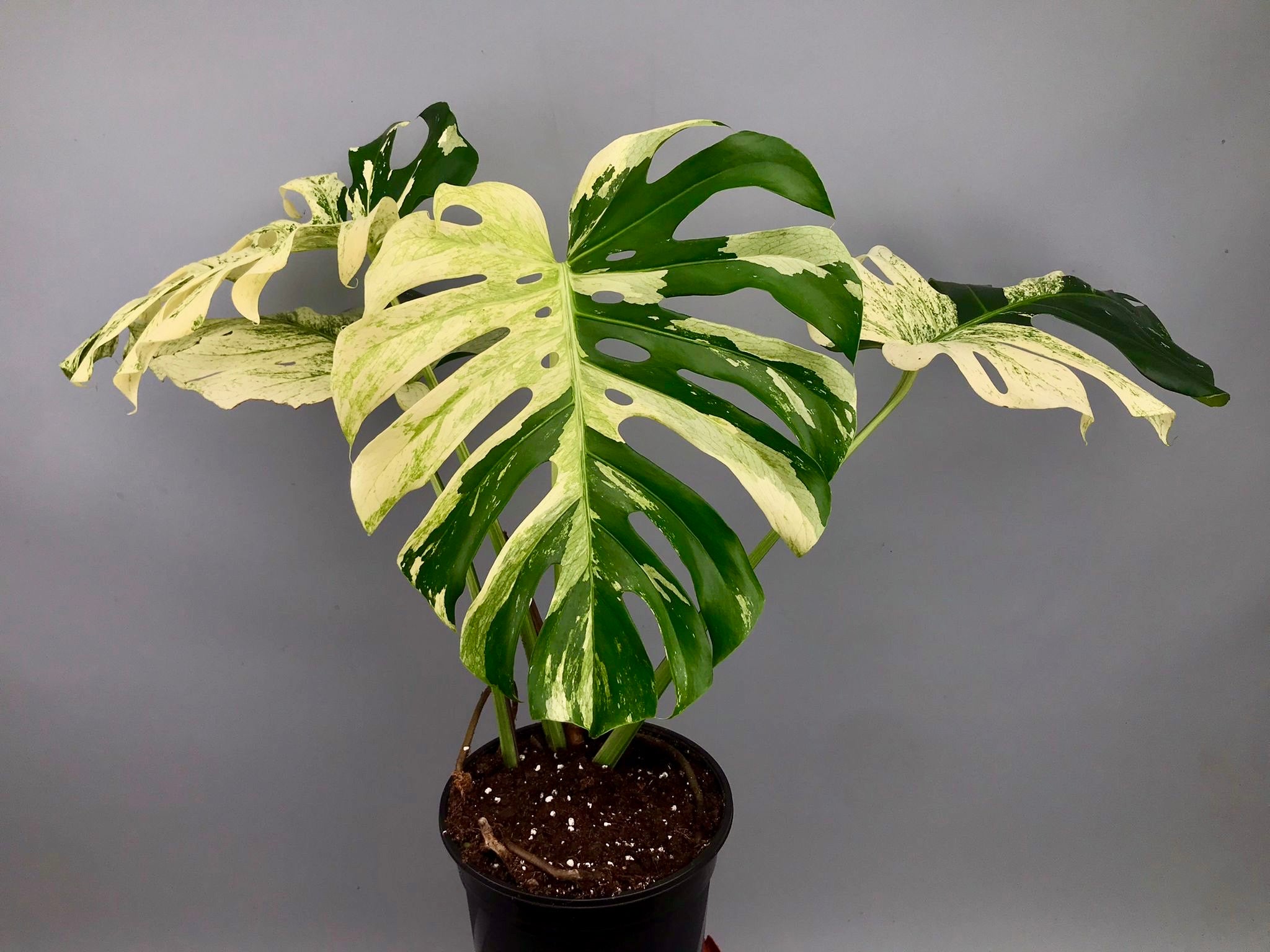 観葉 - monstera borsigiana Monstera Borsigiana Albo (Low-Medium Variegation) – The Plant Boys