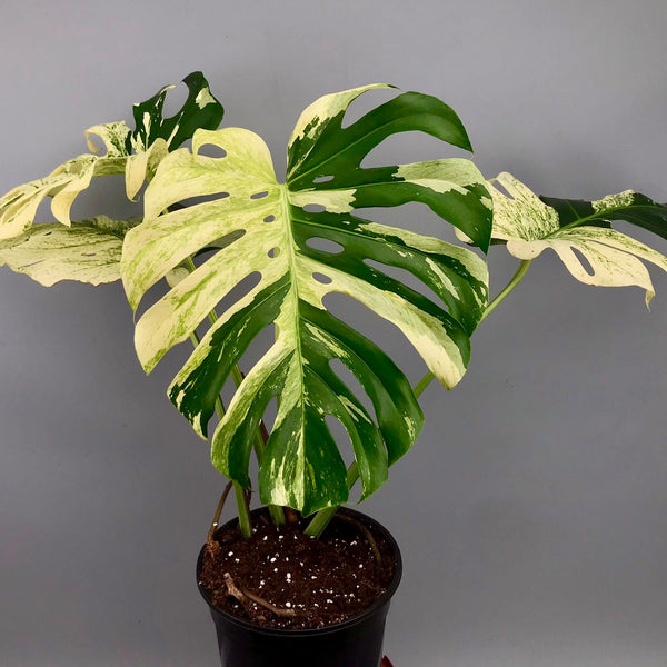 Monstera deliciosa borsigiana 