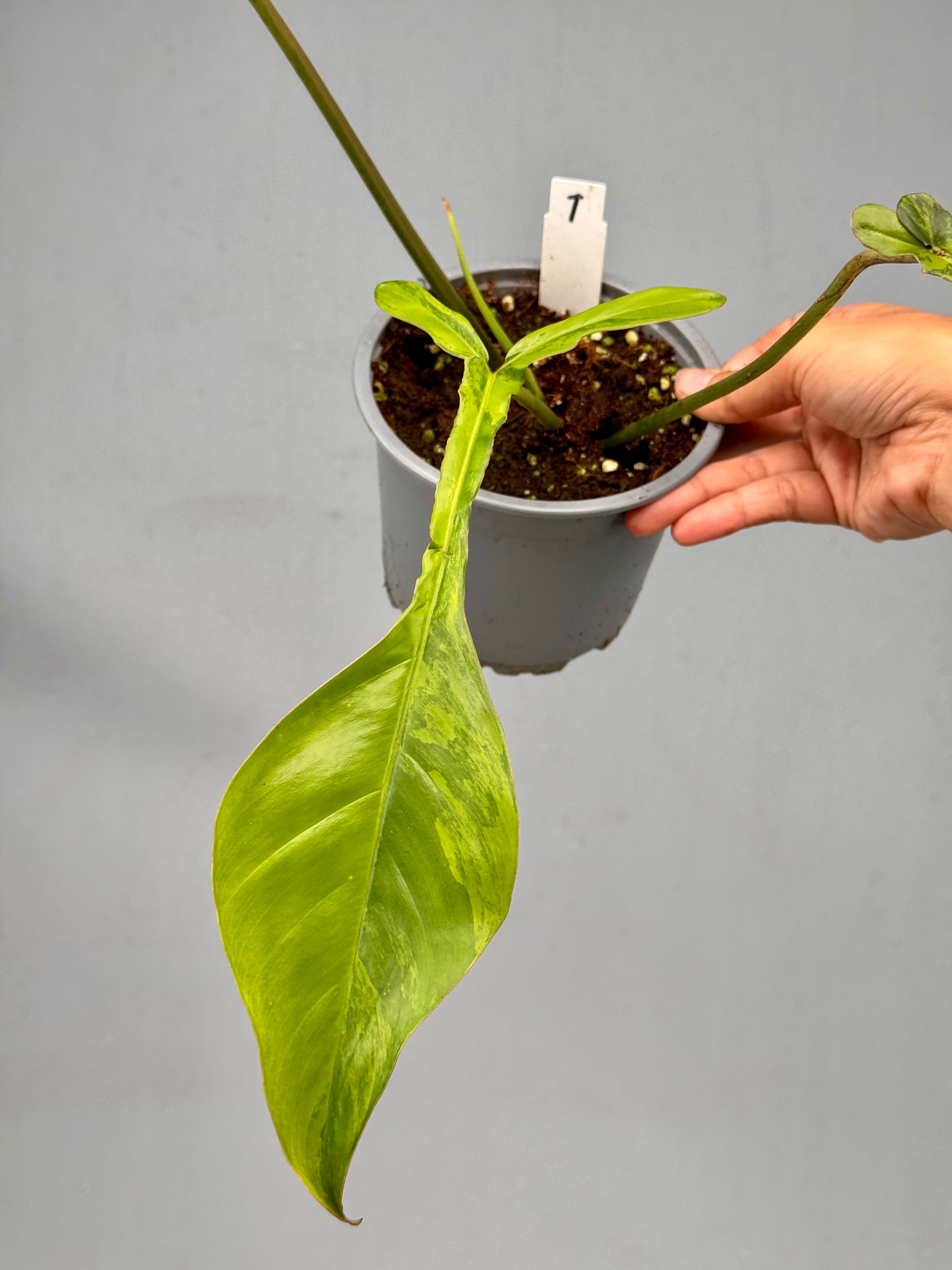 Philodendron joepii variegated (Nr 1)