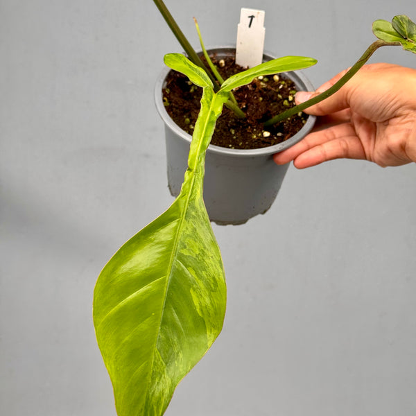 AED5832C-E296-444F-BD03-