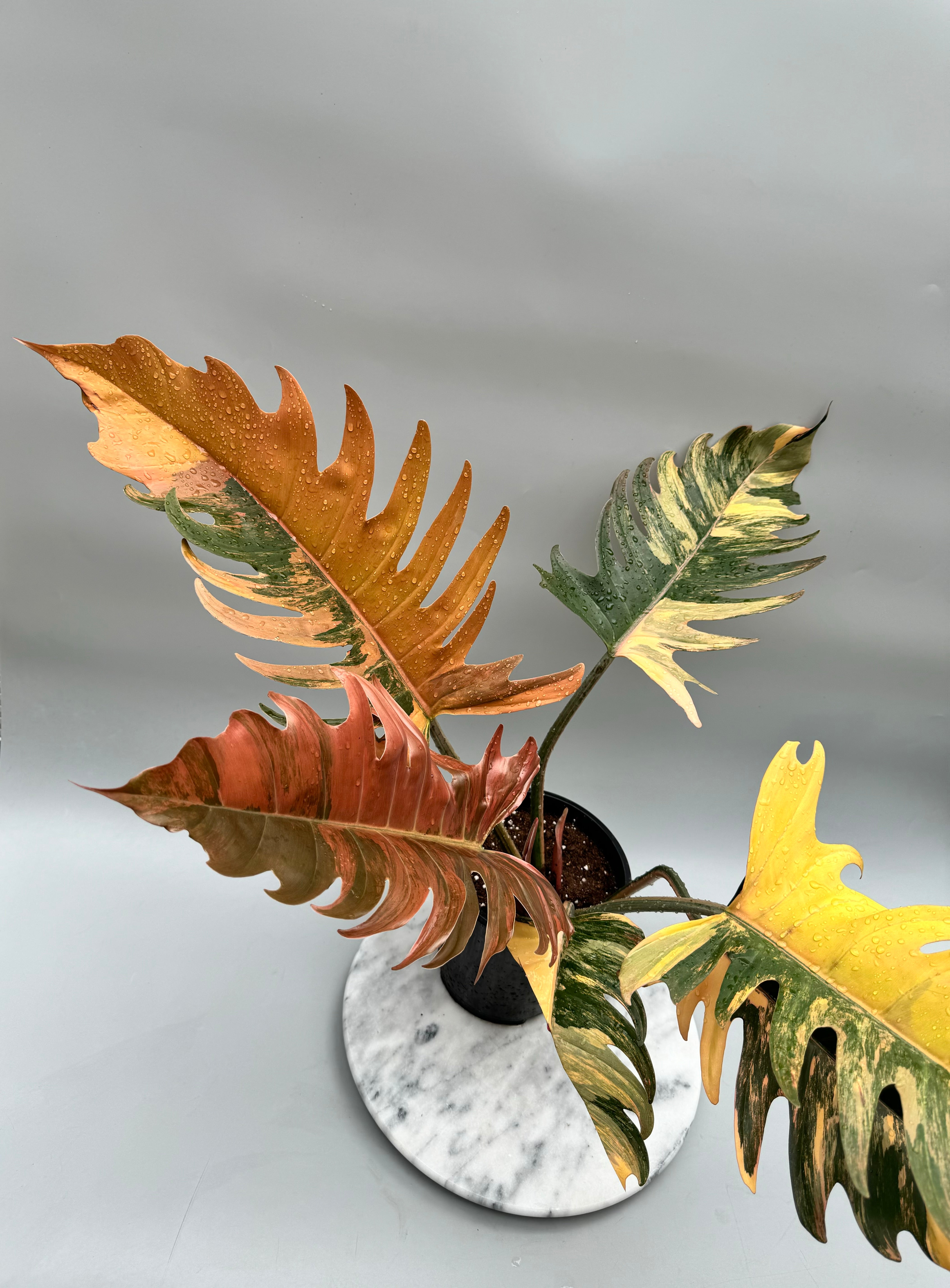 Philodendron Caramel Marble