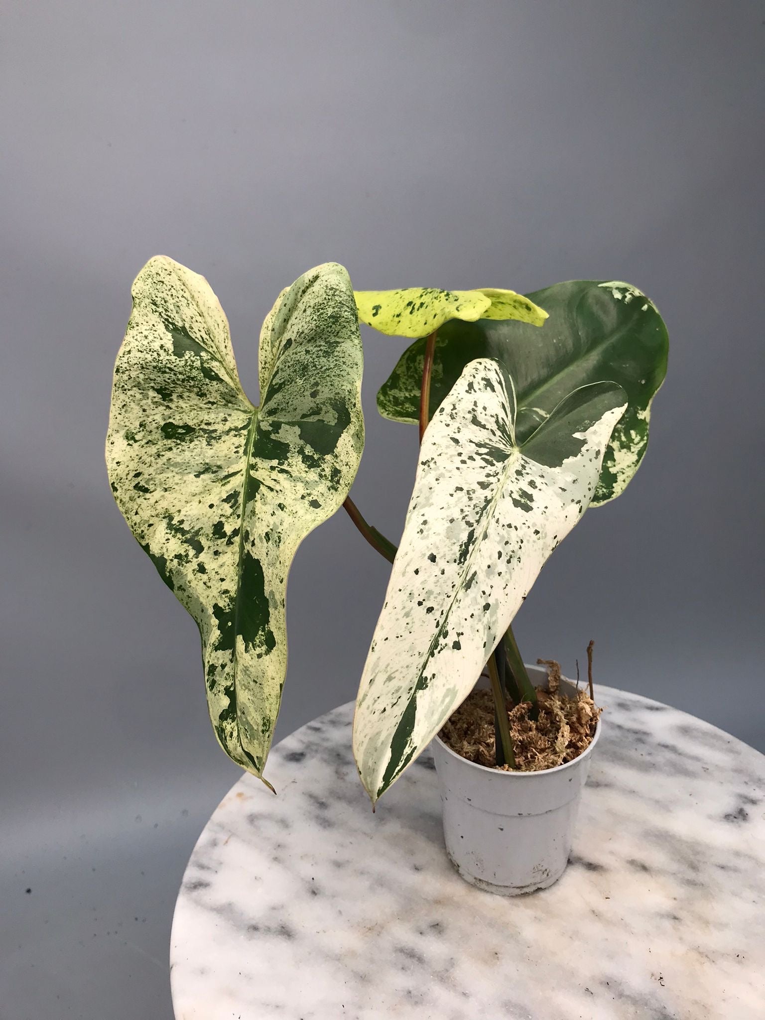 Philodendron ilsemanii  nr 1.0