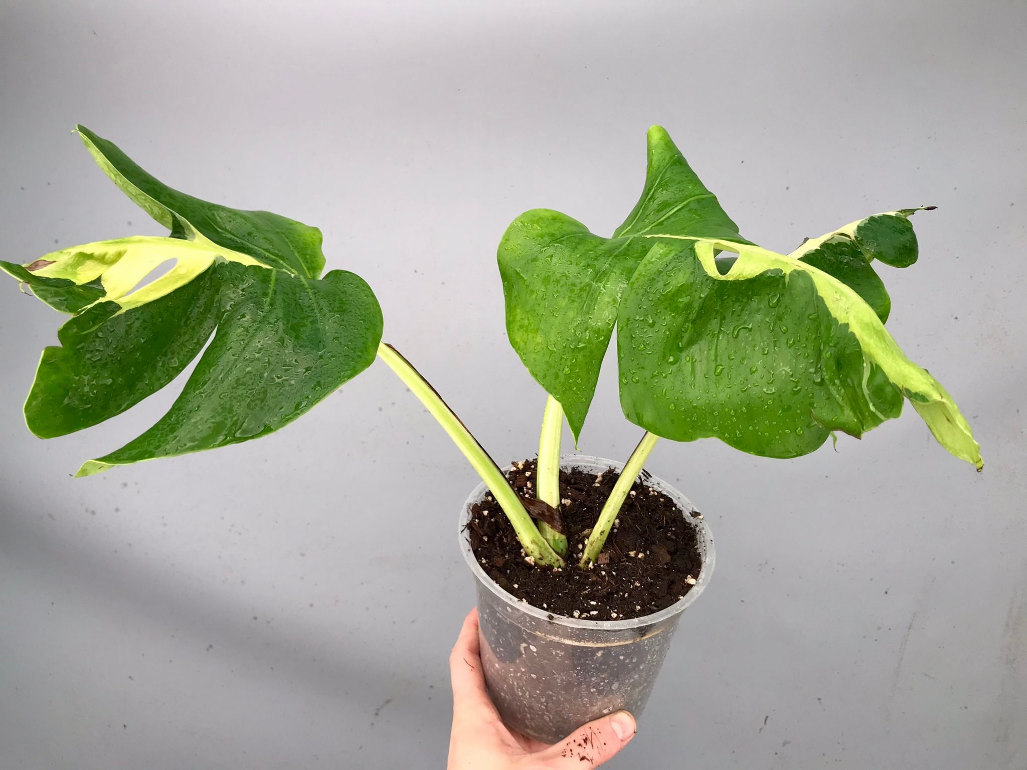 Monstera White Lava 'Lalamove' nr 1