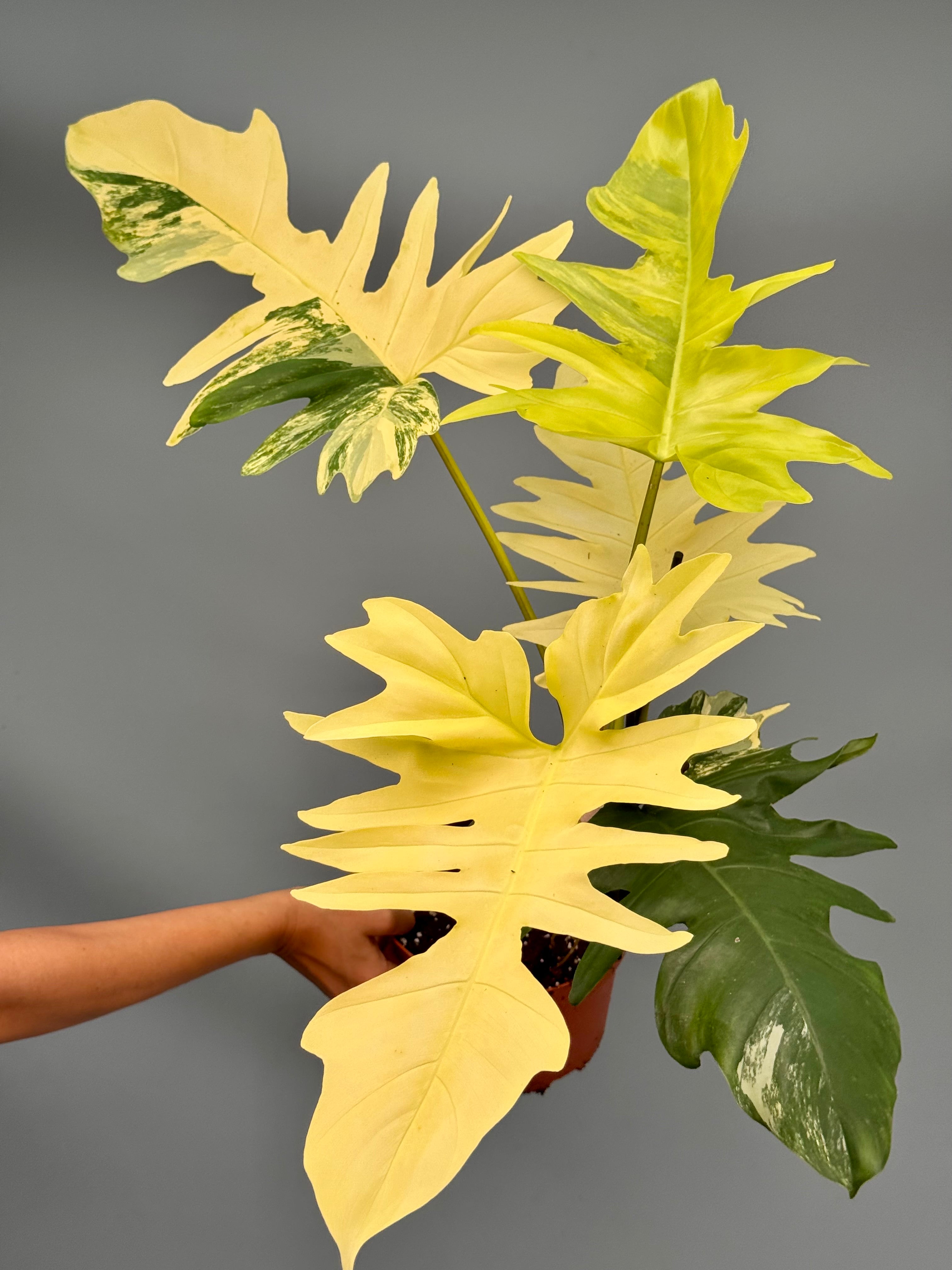 Philodendron Florida Beauty Variegata X Bob Cee Variegata (Nr 1.) ‘XXL plant’