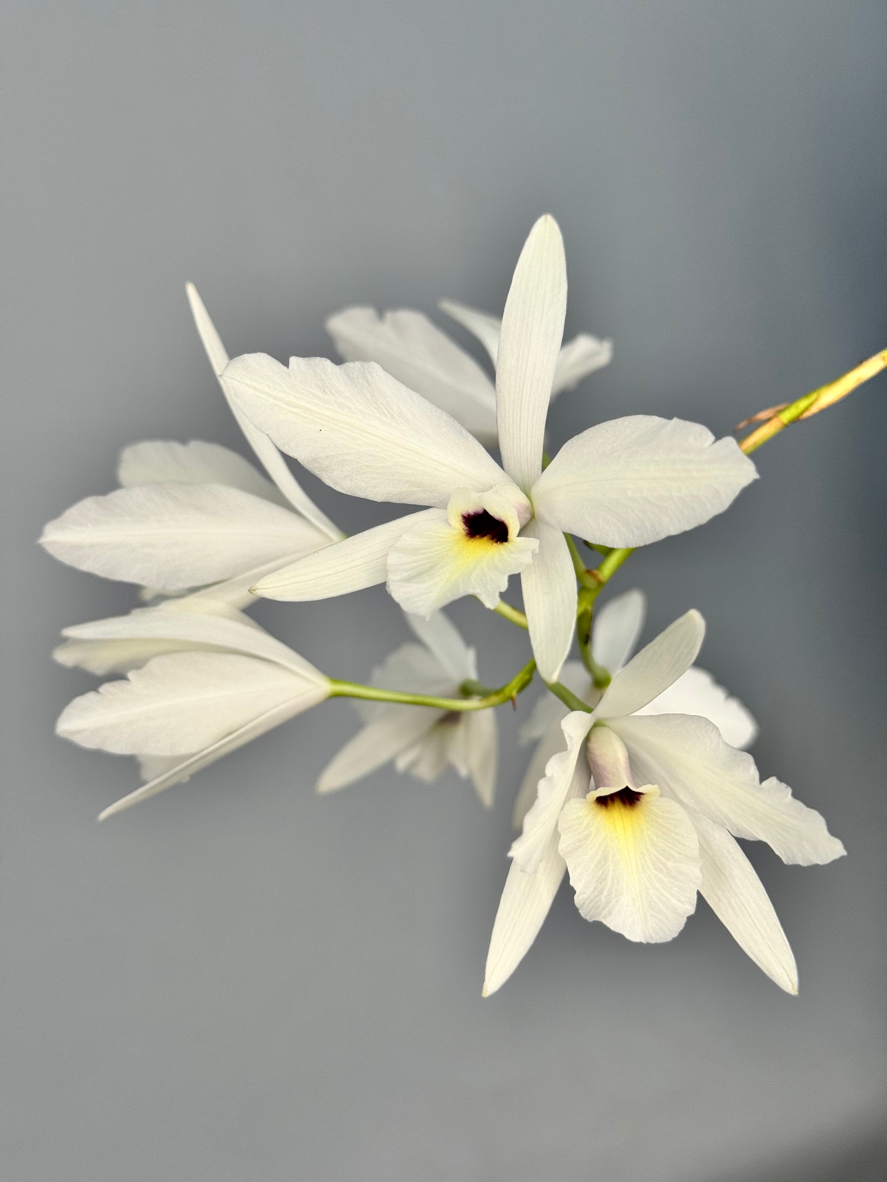 Laelia rubescens "Semi Alba"