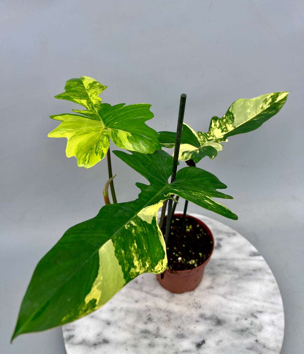 Philodendron Florida Beauty Variegata X Bob Cee Variegata Philodendron Florida Beauty Variegata X Bob Cee Variegata